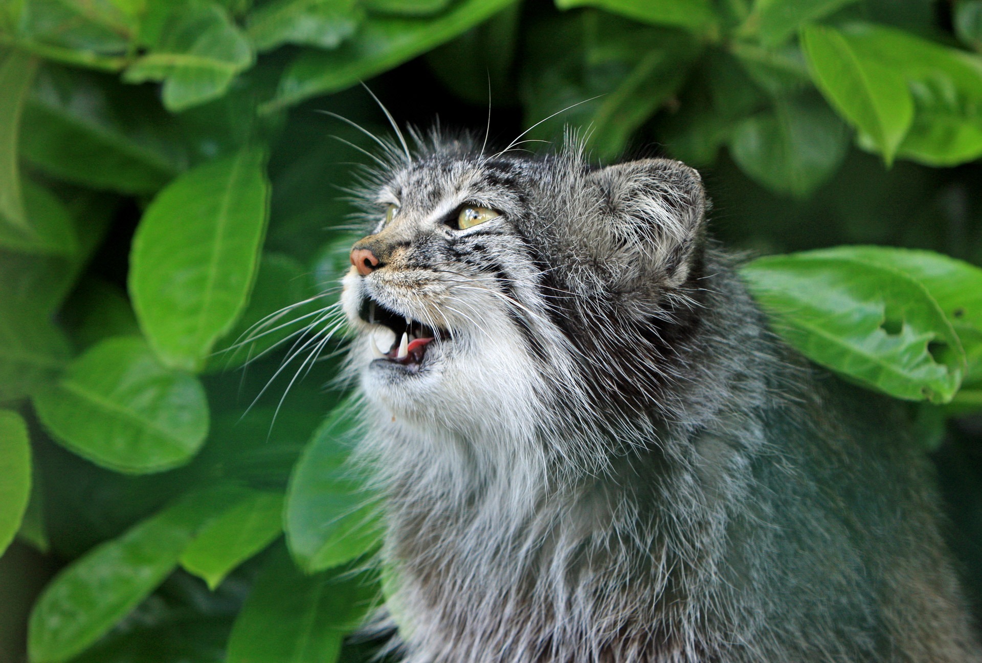 mewing, gray, aggression, outdoors, animal head, image, animal body part, animals in the wild, one animal, focus on foreground, mouth, animal wildlife, HD Wallpaper