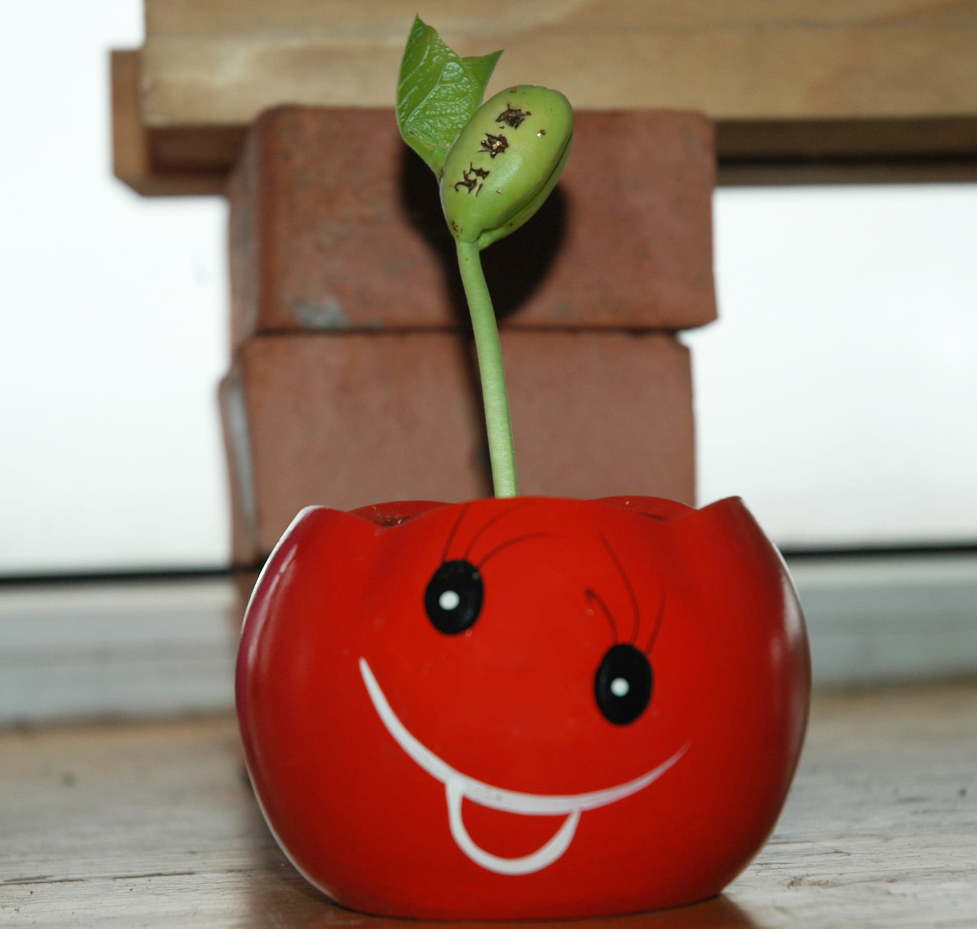 still life, stem, green color, growth, art and craft, anthropomorphic face, insectivorous, Venus, home interior, creativity, flytrap, botanical, face, catch, HD Wallpaper