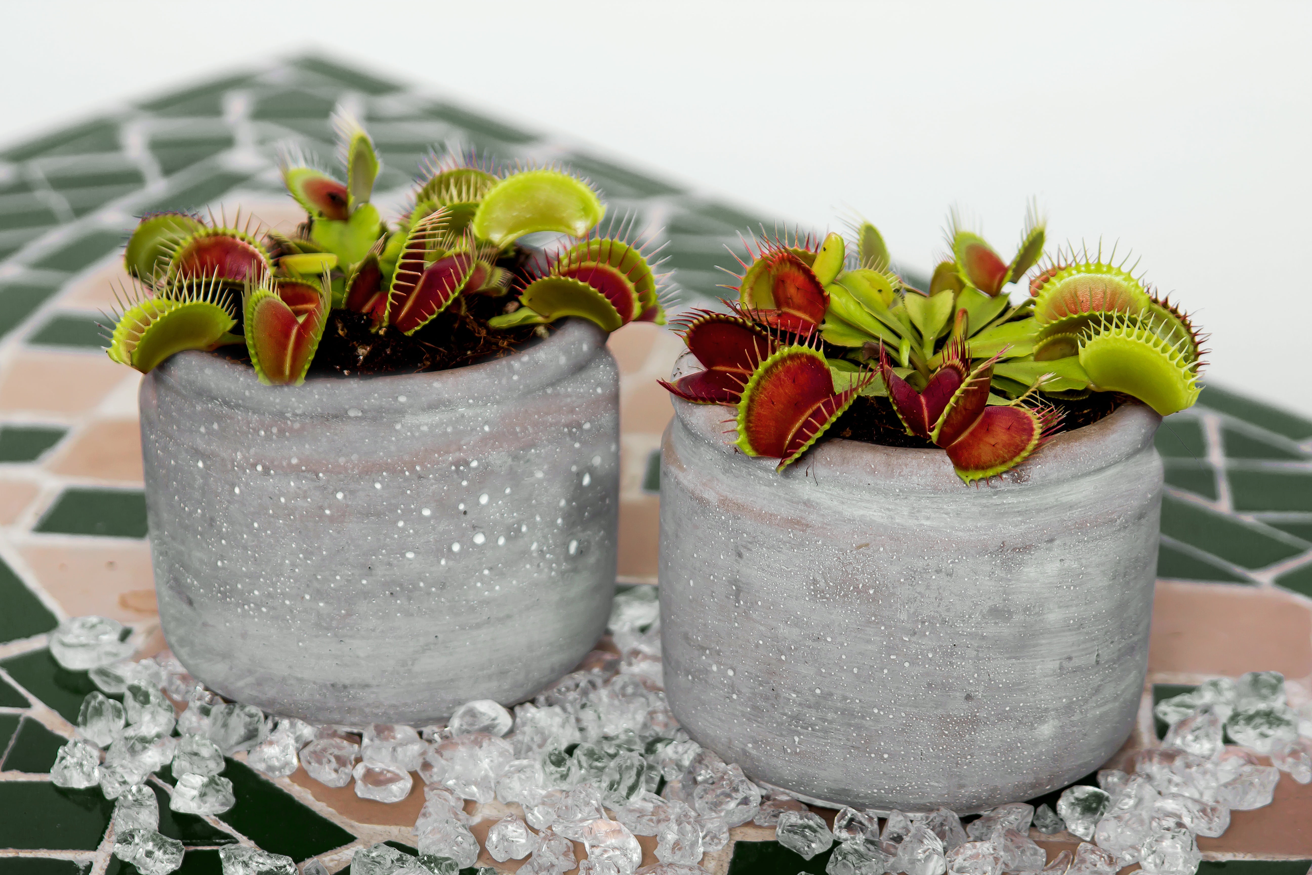 food, close-up, venus flytrap, fruit, flower Pot, household equipment, temptation, berry fruit, plant, glass, pots, decoration, food and drink, gray, day, HD Wallpaper