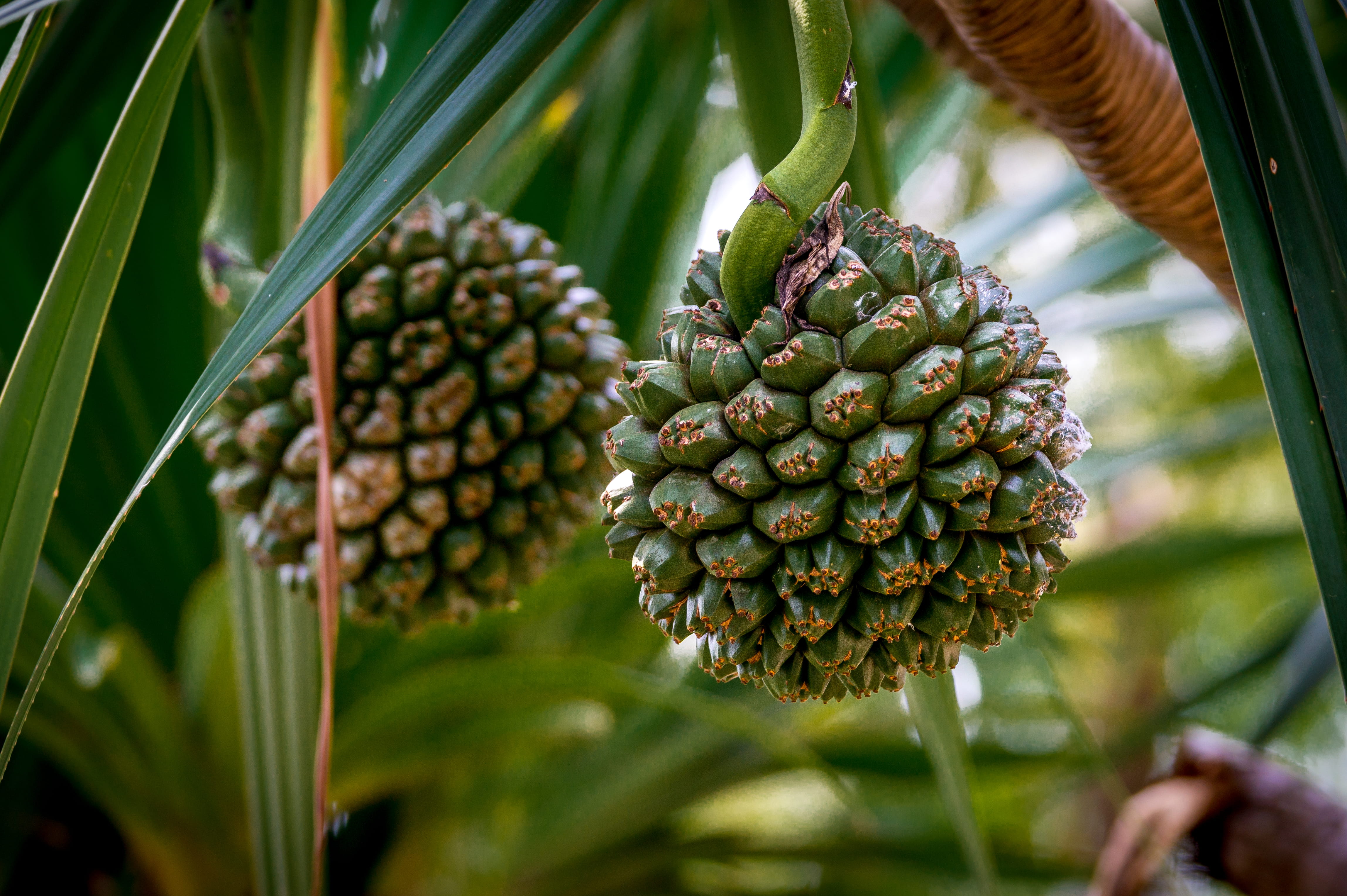 nature, food and drink, outdoors, wellbeing, tropical fruit, pineapple, no people, close-up, agriculture, plant, putrajaya, beauty in nature, plant part, HD Wallpaper