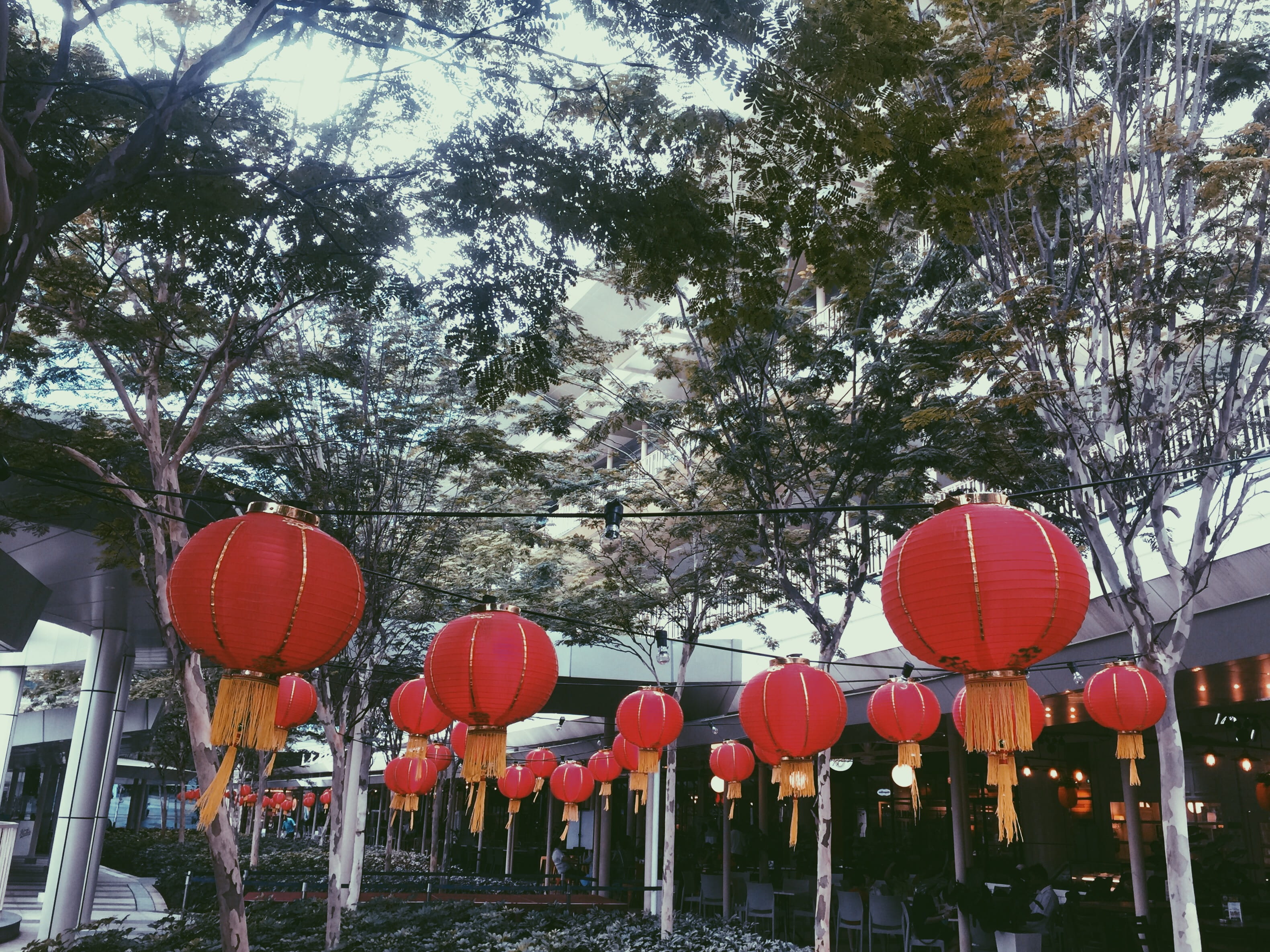 decoration, chinese new year, putrajaya, chinese lantern, 2K, trees, lantern, red, in a row, tree, plant, lighting equipment, sky, nature, no people, ioi city mall, HD Wallpaper