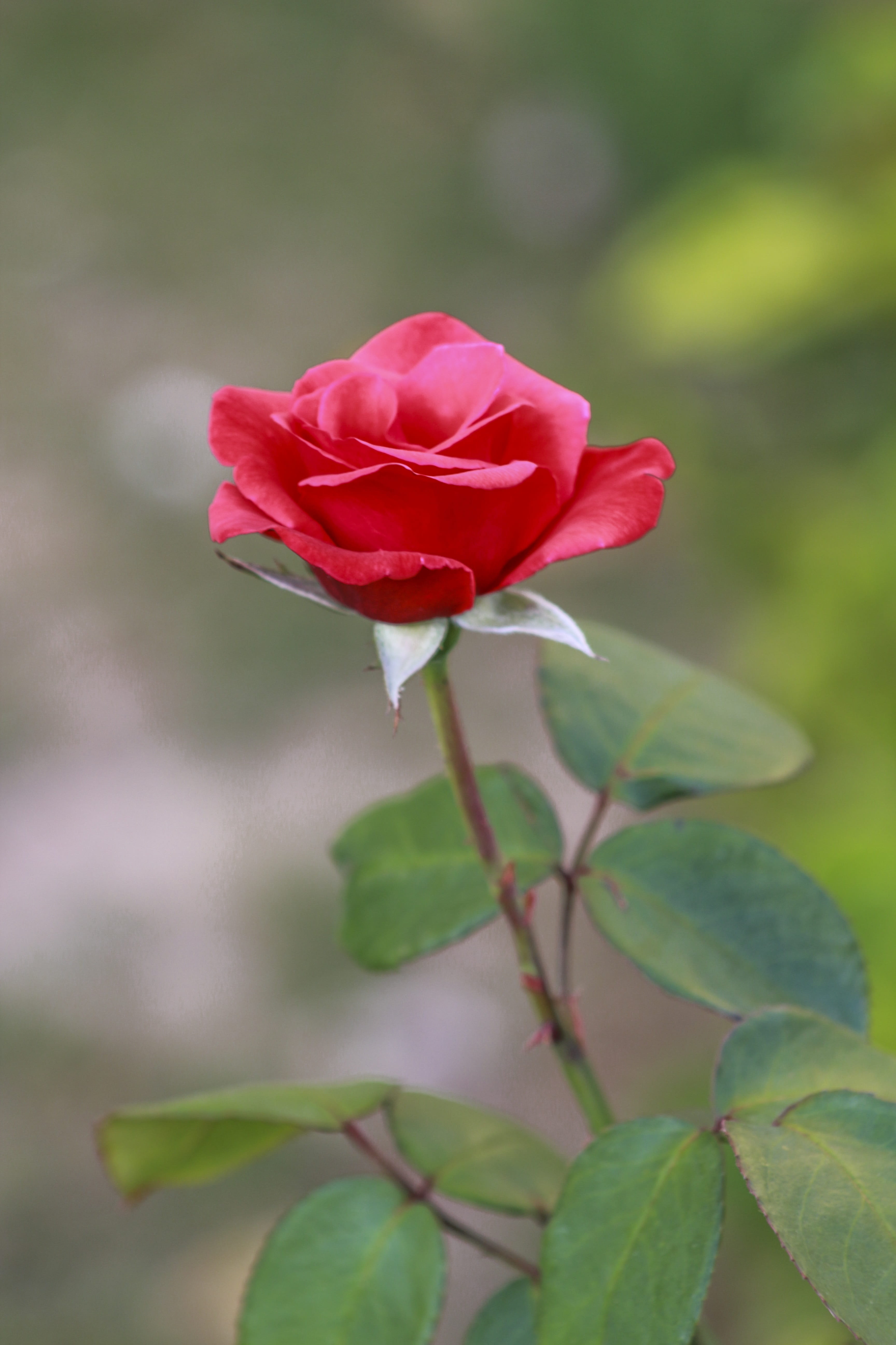 5K, sunny, plant part, nature, cute, sky, giza, day, plant, leaf, landscape, flower head, pink color, amazing, wonderful, walk, outdoors, petal, azhar park, Phone HD Wallpaper