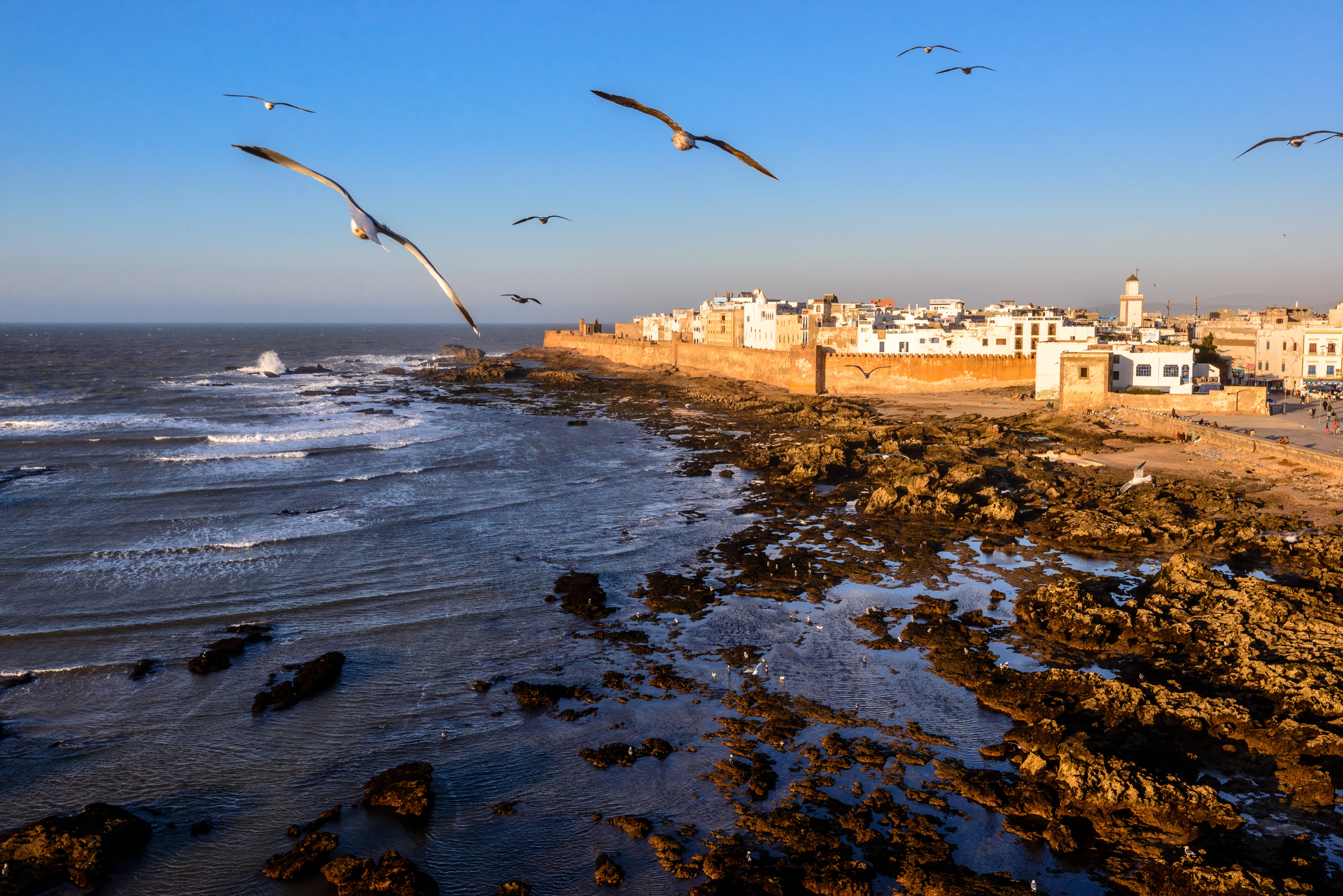 эссуэйра, animal themes, марокко, vertebrate, nature, no people, 5K, ocean, land, coast, building exterior, essaouira, africa, morocco, city, landscape, HD Wallpaper