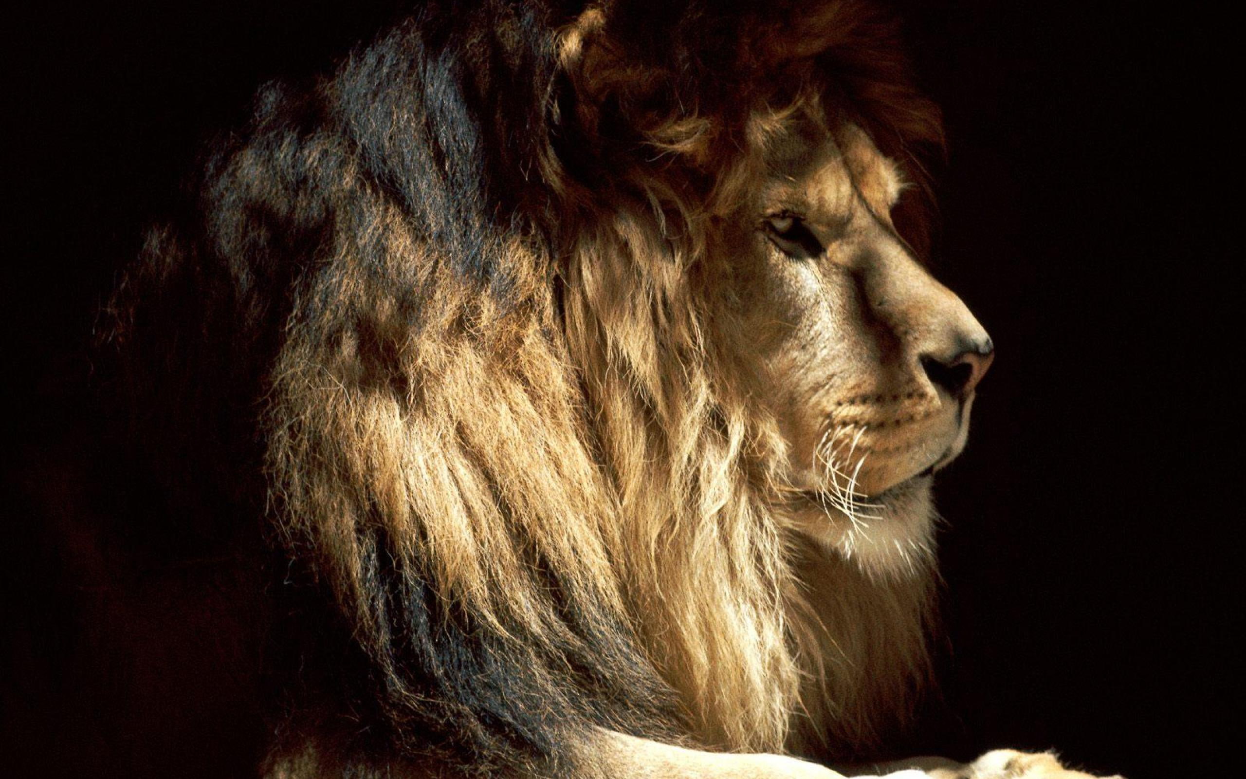 lion, brown, 2K, animal, black, pasha, nature, animals, wild, HD Wallpaper