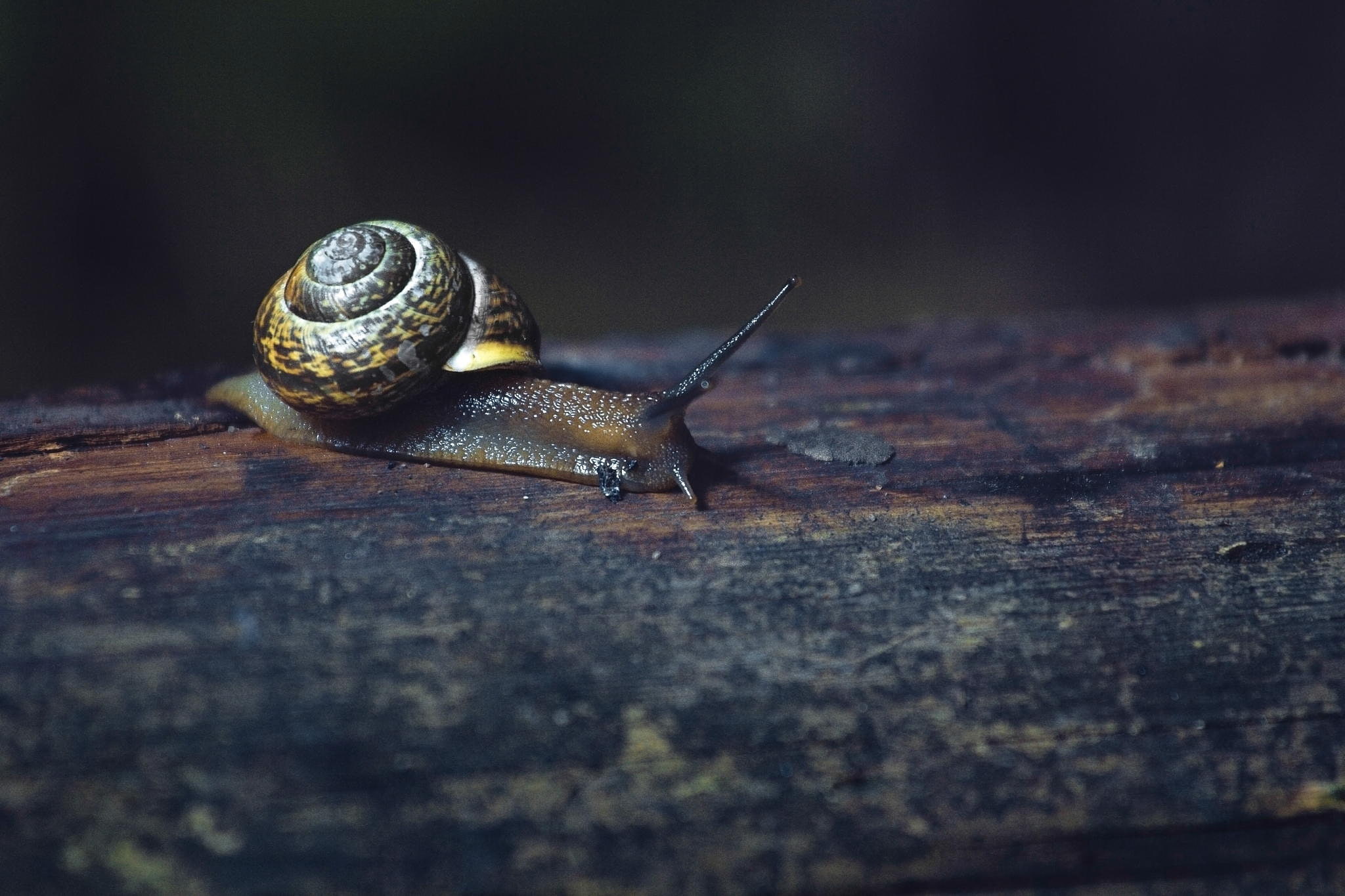 macro, Pasha Ivanov, photographer, Board, 1080P, snail, HD Wallpaper