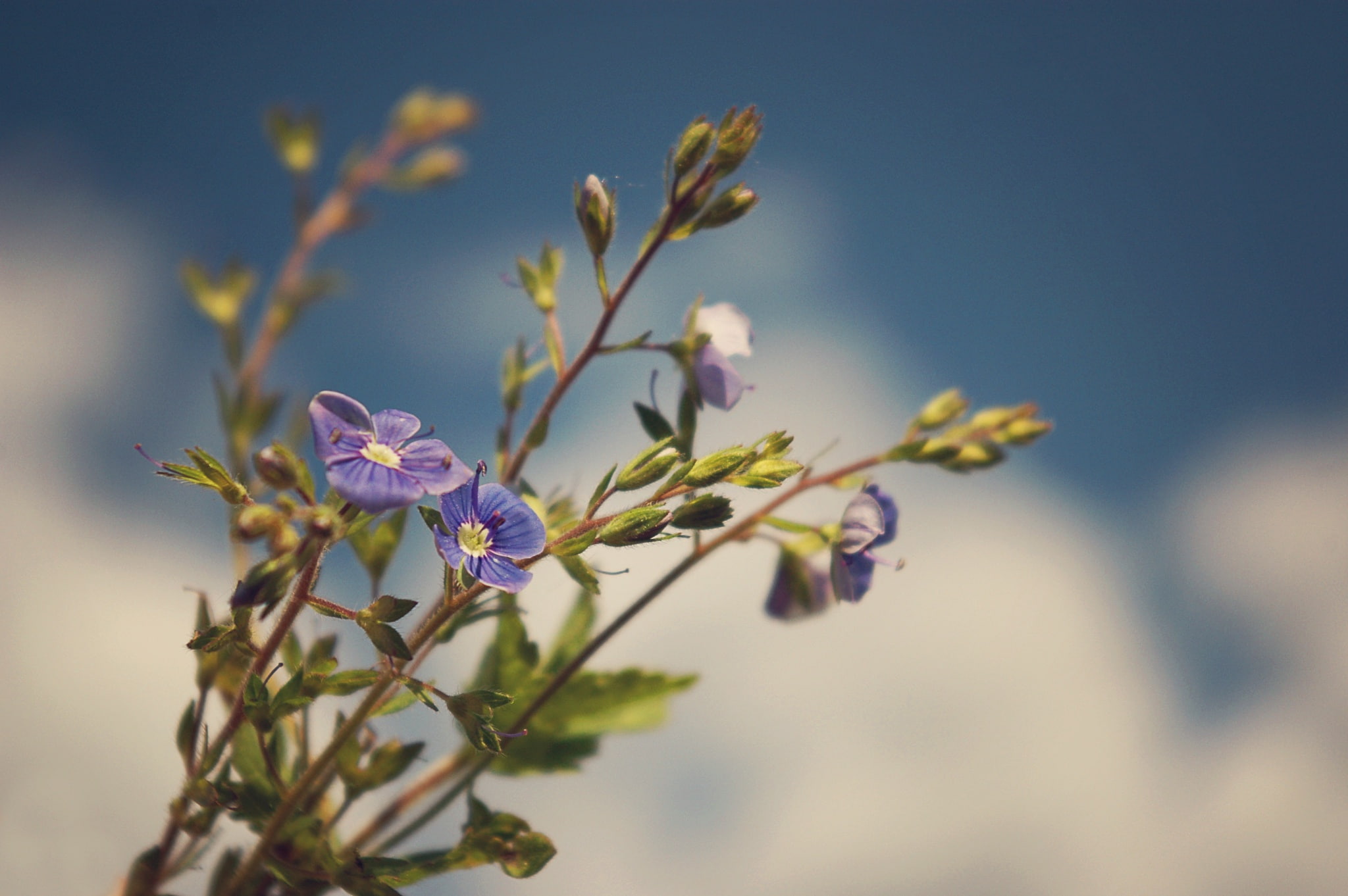 flower, Pasha Ivanov, macro, 1080P, sprig, photographer, HD Wallpaper