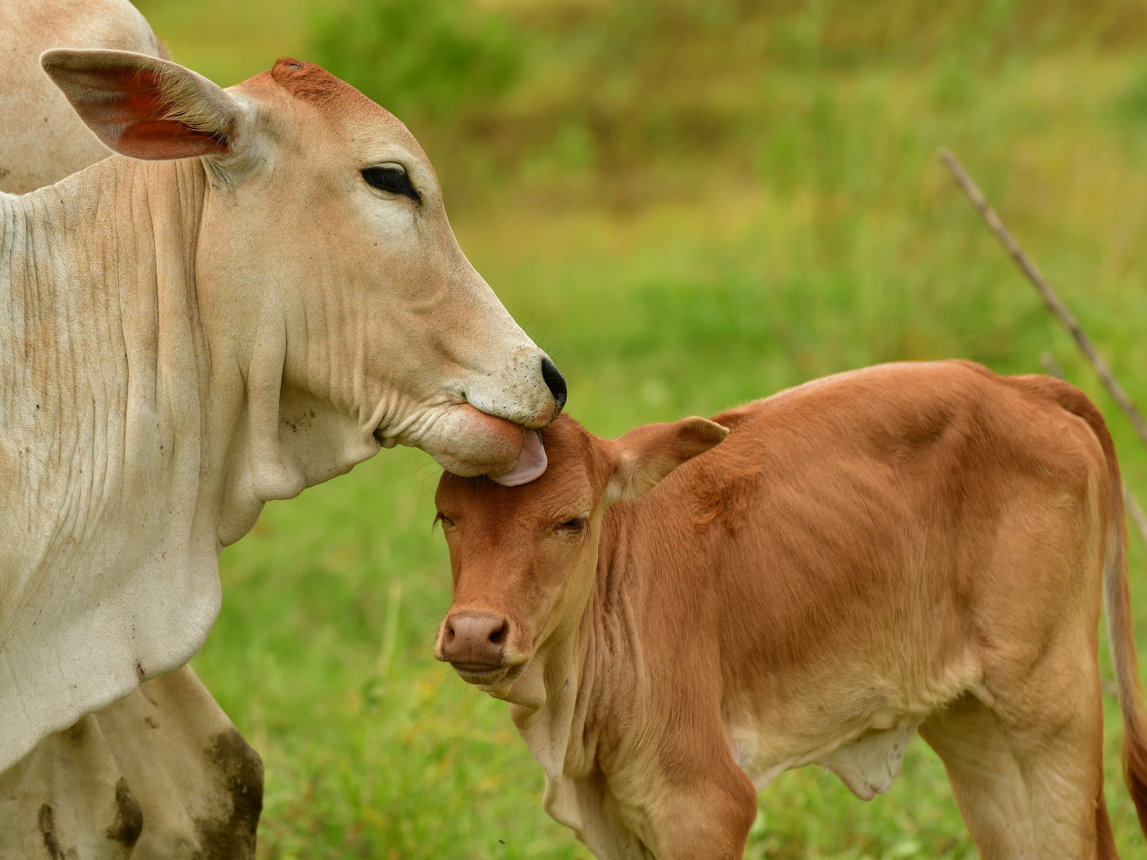 vertebrate, mammal, love, cows, two animals, grass, animal themes, domestic animals, cattle, land, focus on foreground, young animal, domestic, meadow, HD Wallpaper