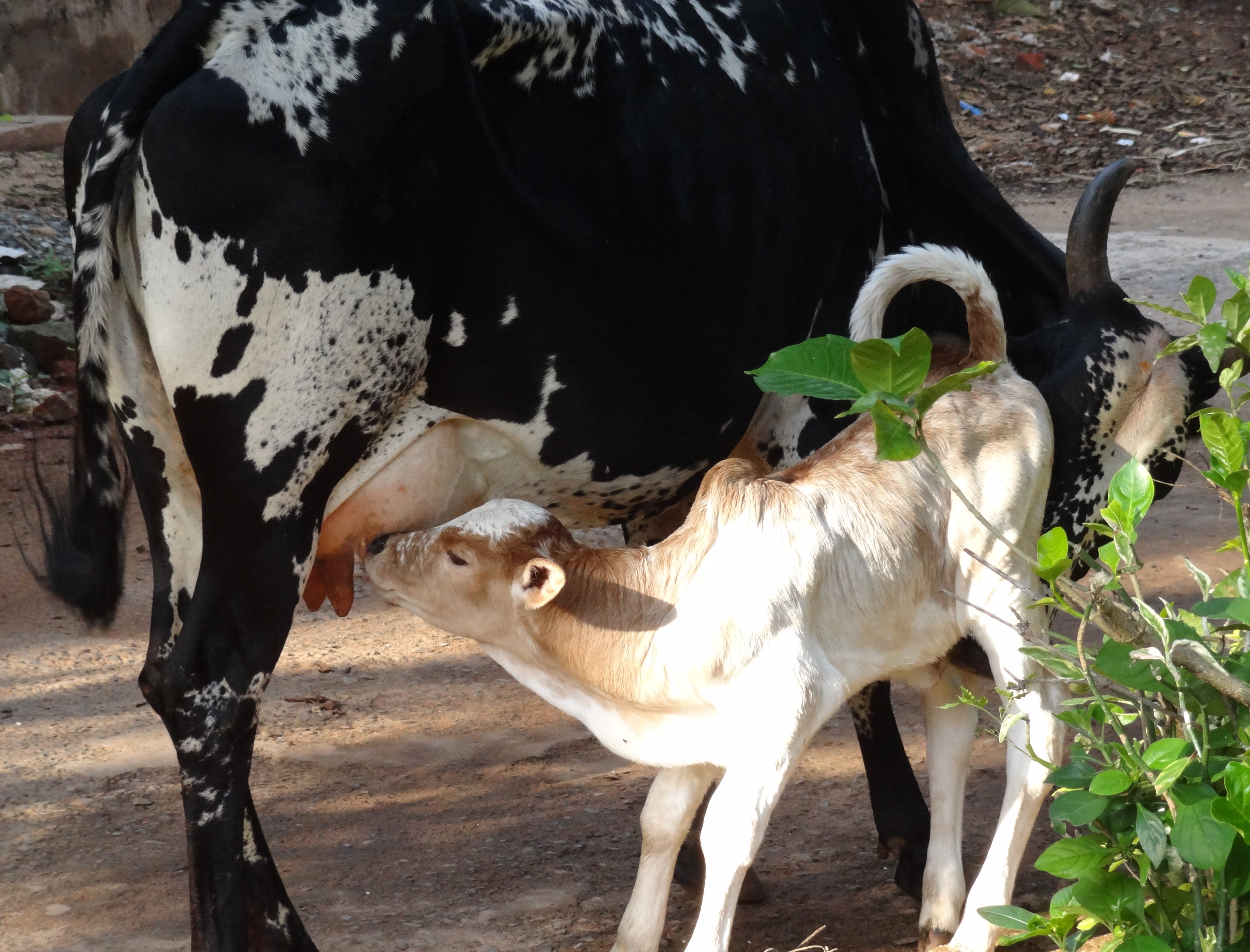 animal wildlife, farm animals, Motherly, ranch, animal themes, rural, day, standing, cattle, looking at camera, nature, Calf, sunlight, no people, outdoor, HD Wallpaper