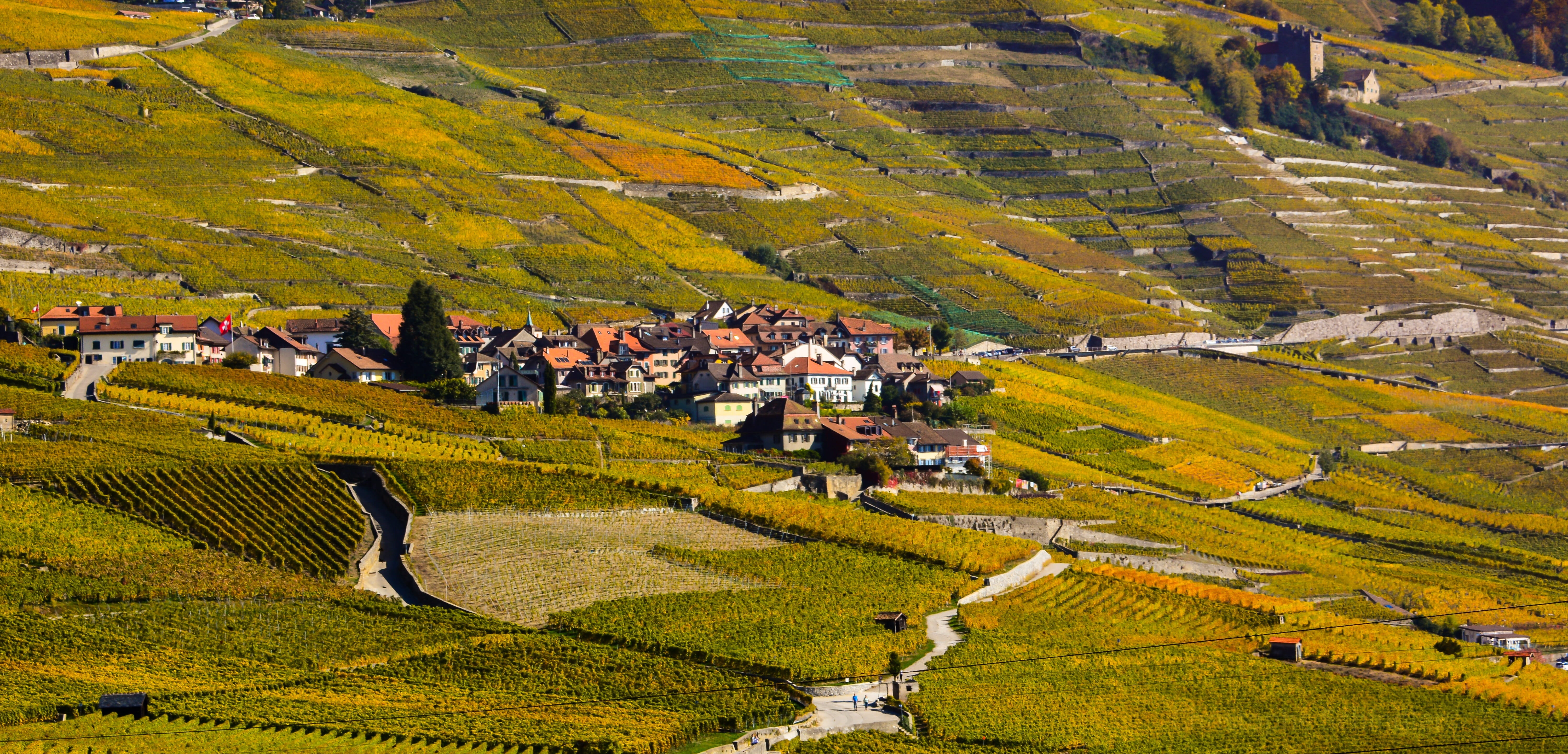 lavaux, viticulture, epesses, vine, green color, residential district, nature, no people, house, vaud, switzerland, 5K, field, crop, plant, village, land, HD Wallpaper