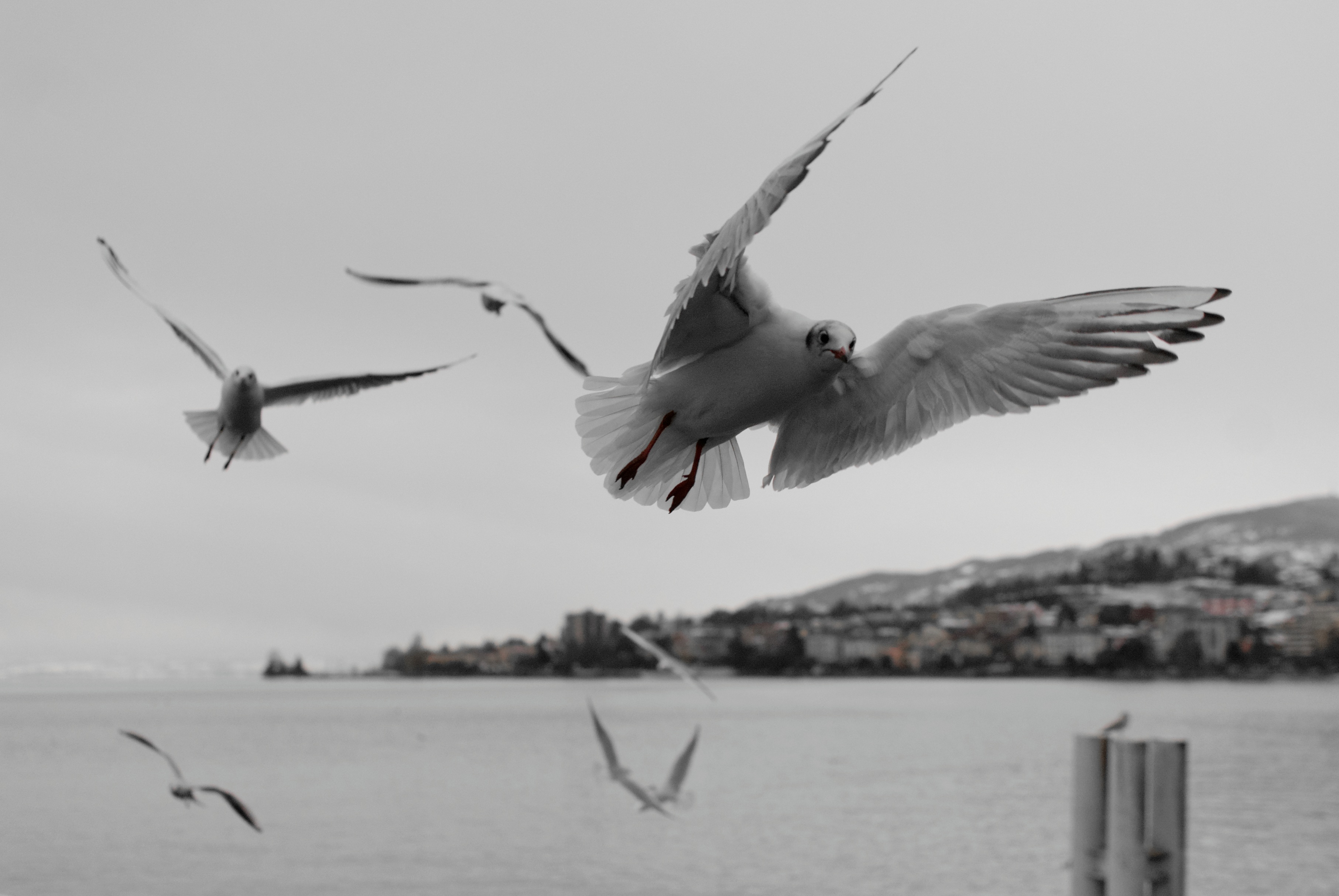 sky, nature, pinnate, flying, seagull, water, focus on foreground, vaud, animal themes, sea, water bird, group of animals, no people, spread wings, 2K, HD Wallpaper