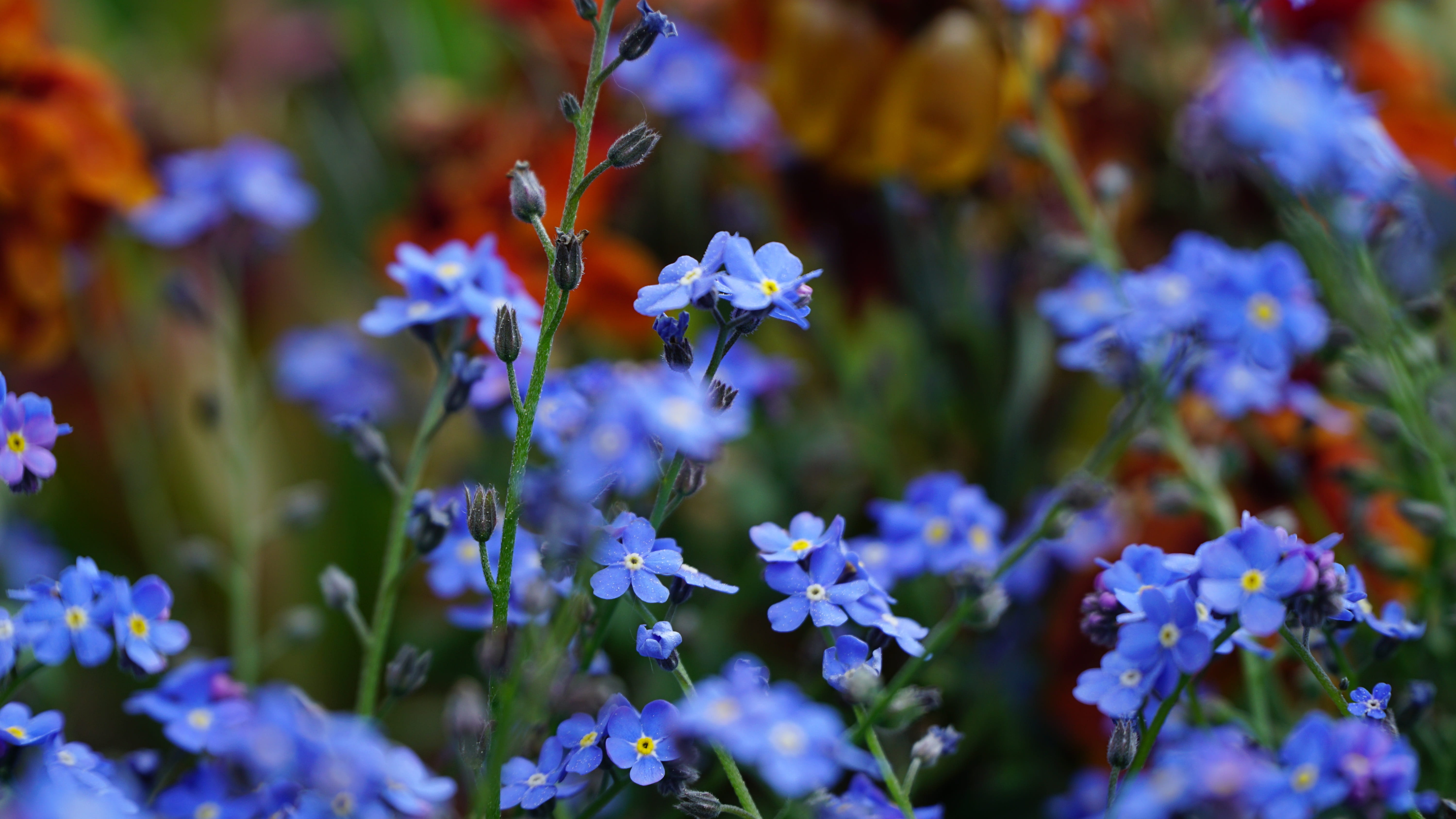 wild flower, multi colored, springtime, non-urban scene, close, fragility, animal wildlife, macro, dont forget my, summer meadow, beauty in nature, beauty, HD Wallpaper