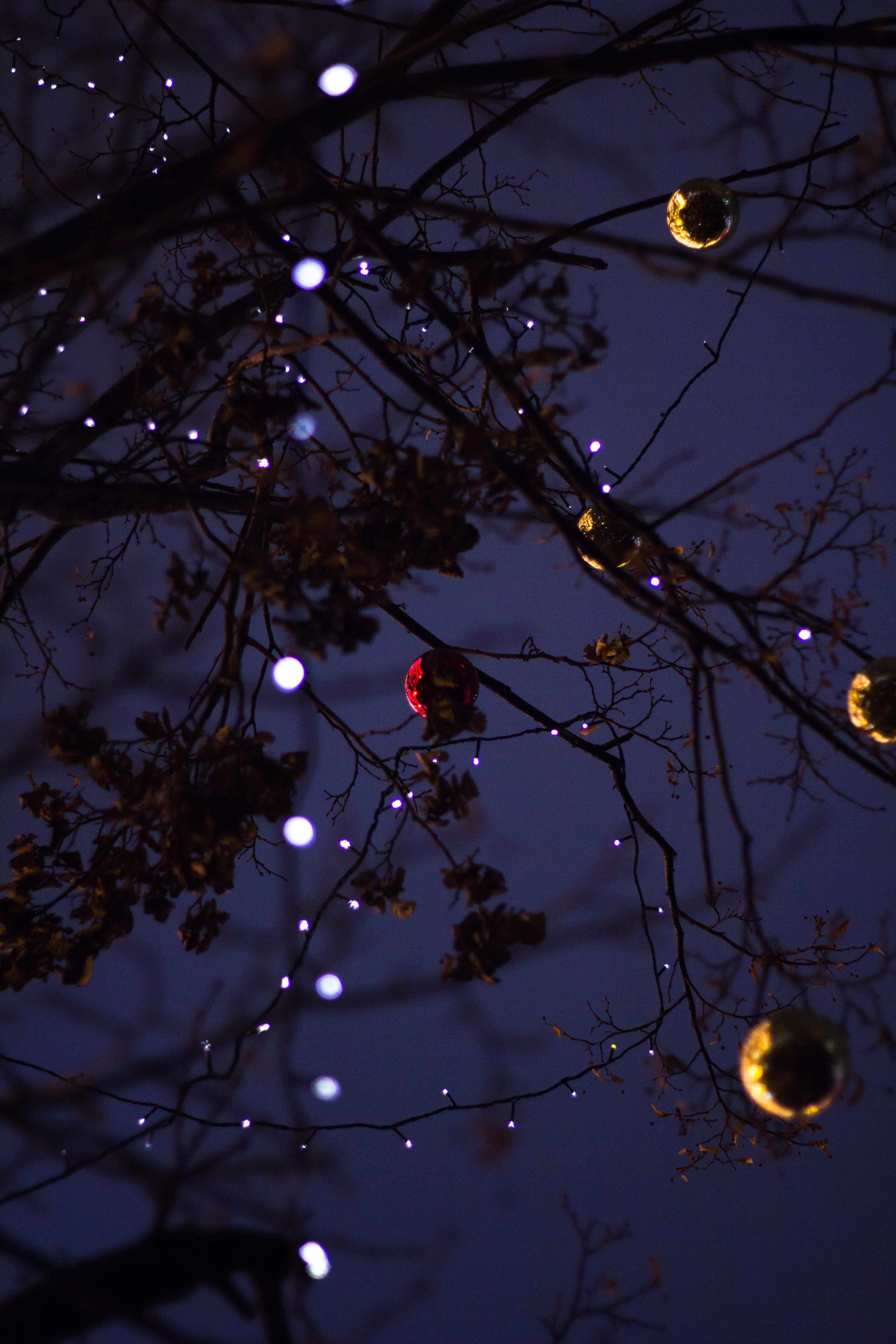 night, moon, moscow, low angle view, new year, holiday, growth, firefiles, moskva, christmas lights, dusk, russia, lighting equipment, garland, tree, beauty in nature, Phone HD Wallpaper
