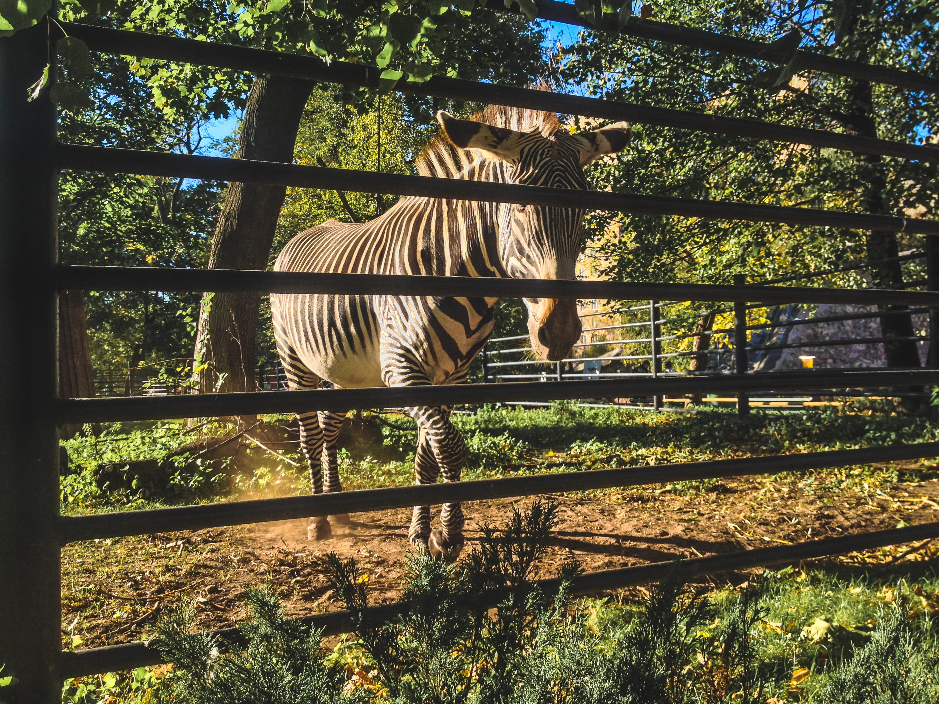 shadow, moskva, mammal, domestic, built structure, day, animal themes, sunlight, one animal, plant, russia, animal, architecture, growth, vertebrate, land, HD Wallpaper