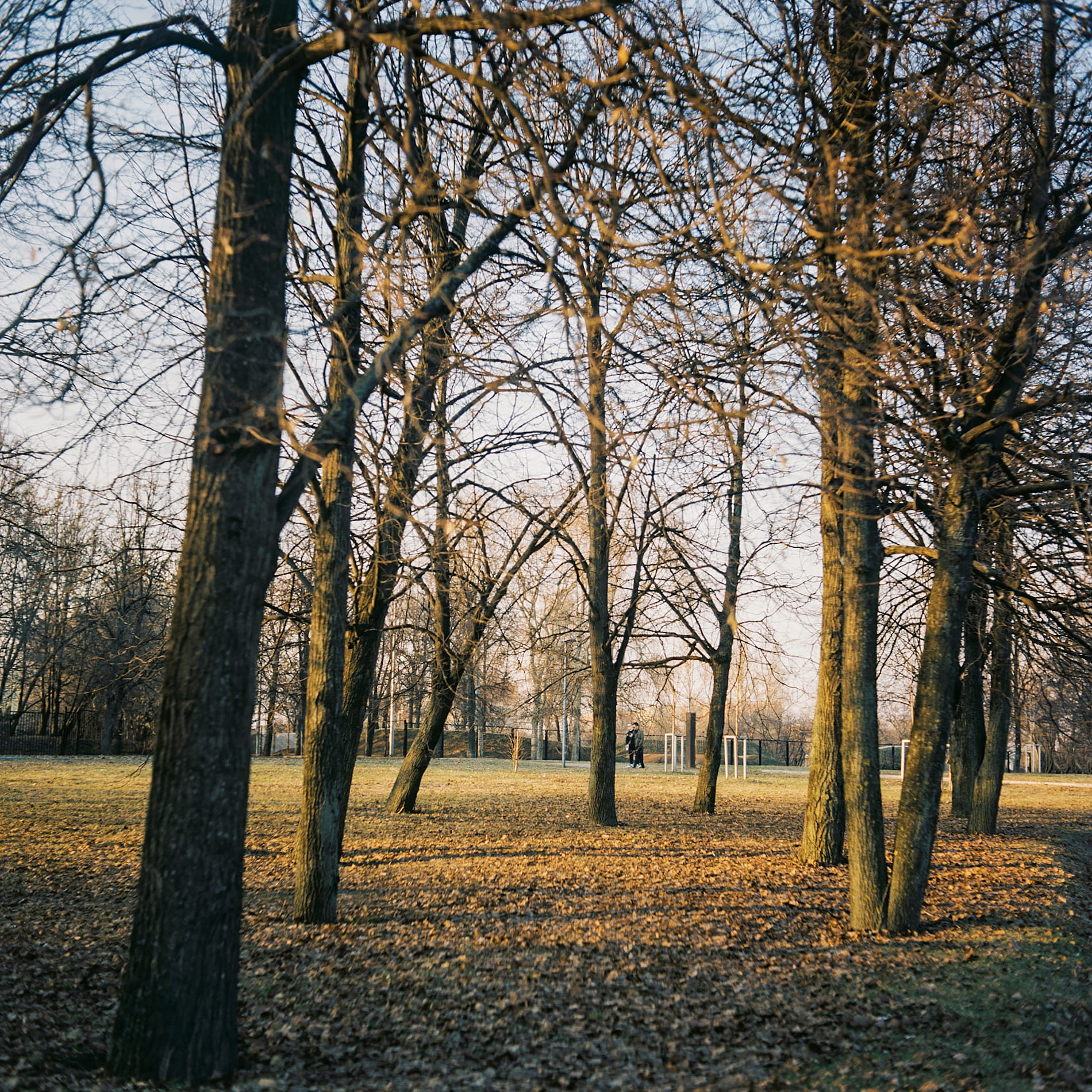 branch, change, environment, tree, beauty in nature, outdoors, russia, tree trunk, nature, park, sunset, growth, land, treelined, non-urban scene, tranquil scene, Phone HD Wallpaper