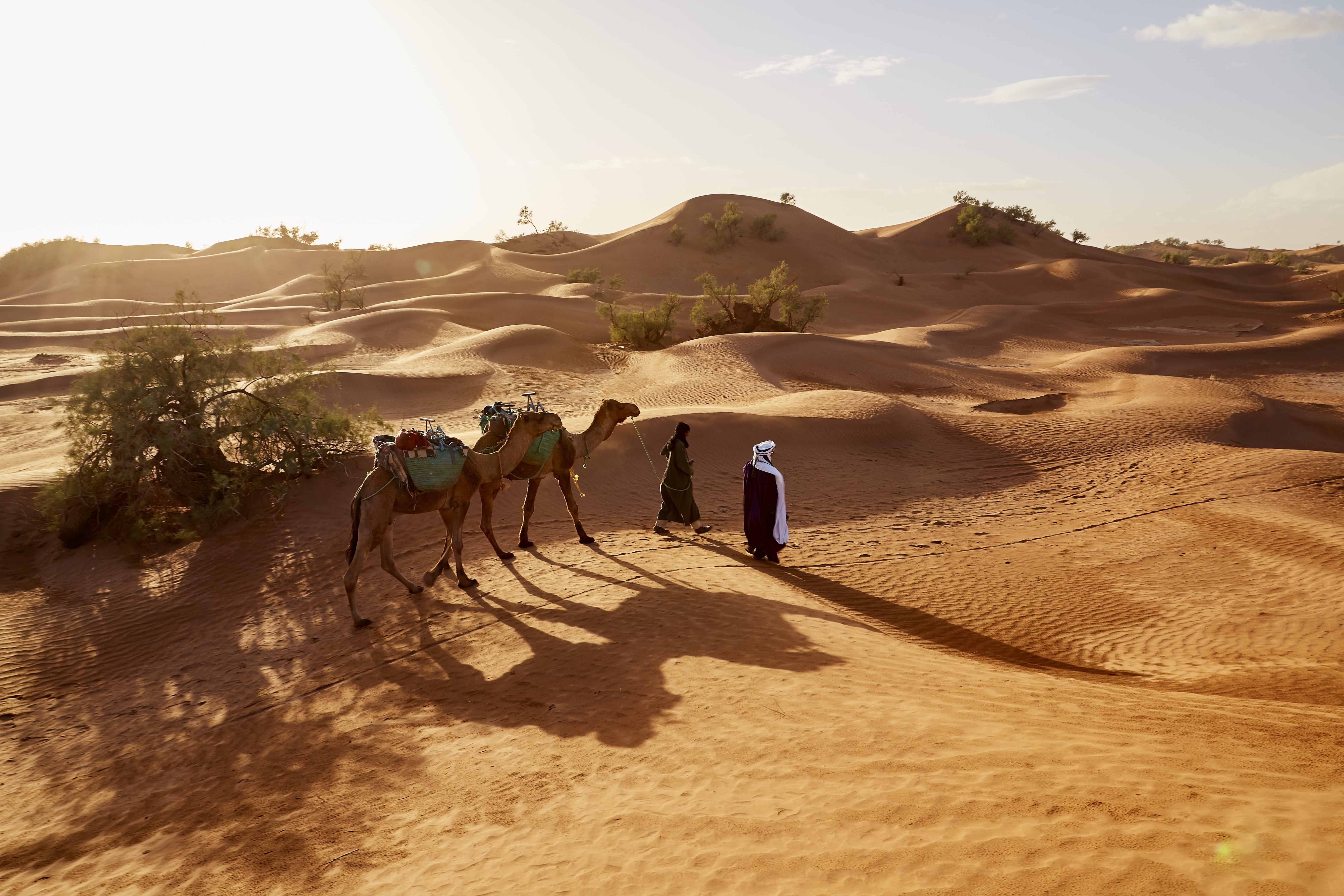 arid climate, land, men, remote, adult, shadow, scenics - nature, camels, people, landscape, sand, near, 5K, sunlight, camel, climate, standing, nature, HD Wallpaper