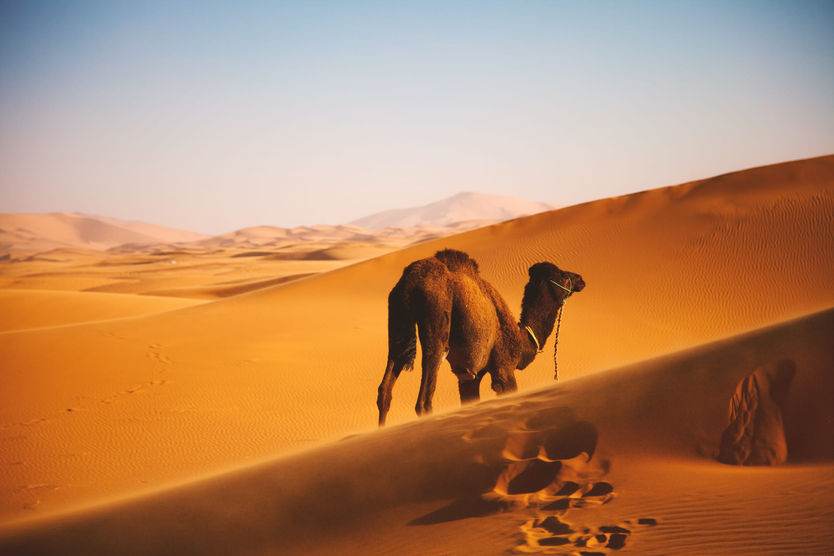 near, africa, one animal, landscape, nature, land, sand, arid climate, clear sky, animal, domestic animals, animal themes, field, walking, outdoors, sand dune, HD Wallpaper