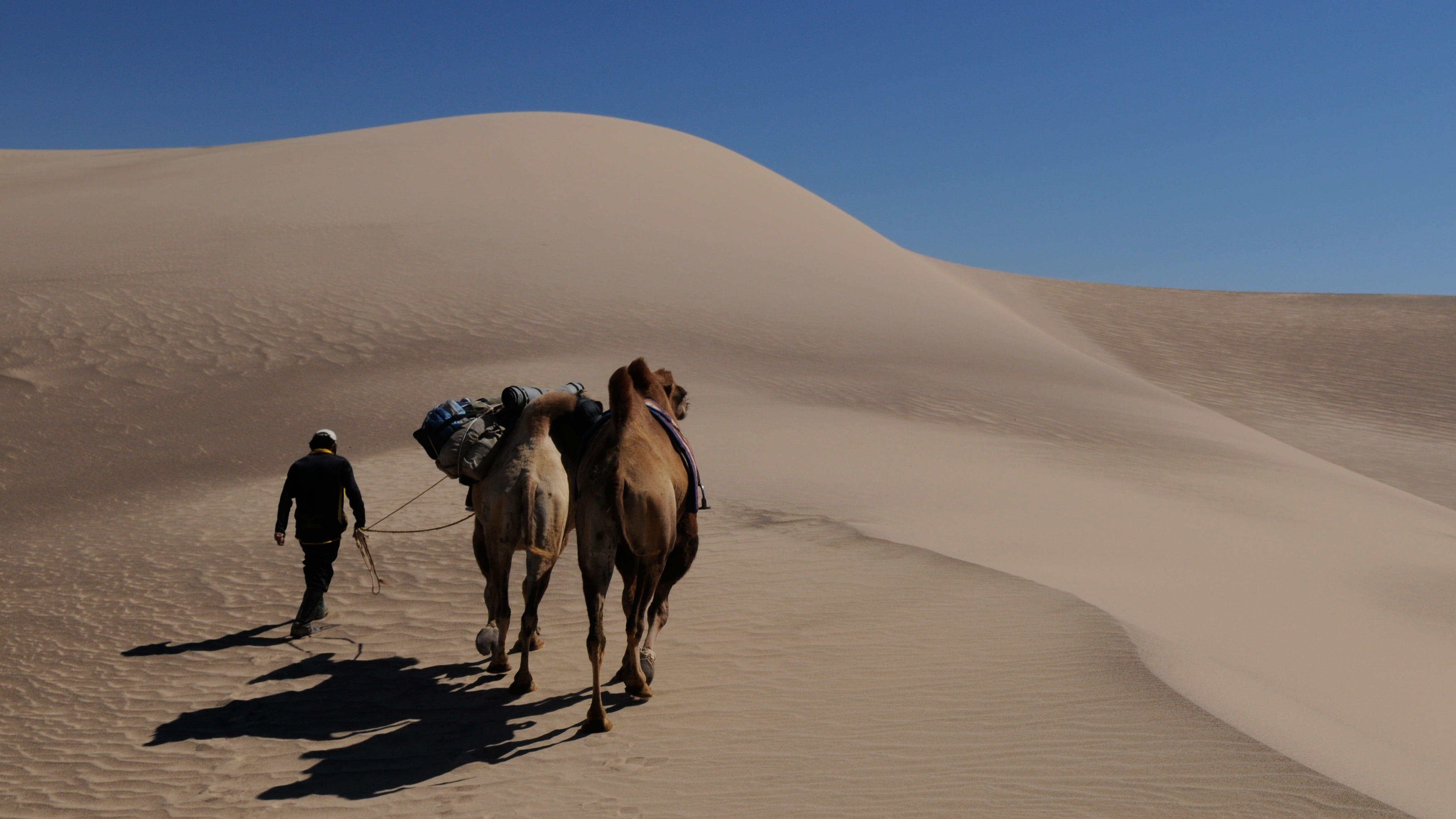 camel, camels, landscape, climate, mongolia, animal wildlife, no people, arid climate, sunlight, animal themes, travel destinations, two, riding, outdoors, HD Wallpaper