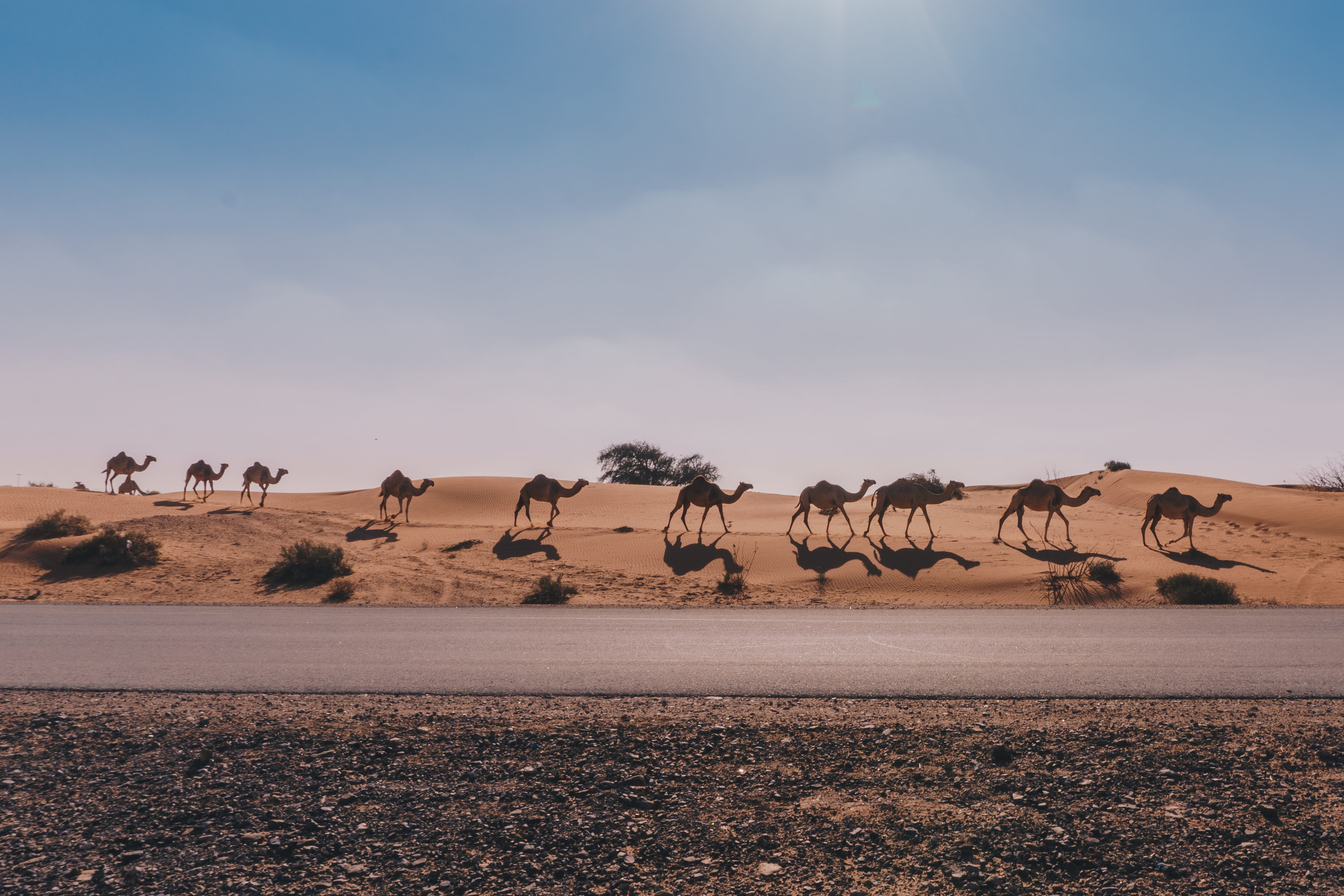 africa, nature, animals And Pets, climate, bird, land, group Of Animals, wildlife, safari Animals, mammal, safari, outdoors, animal, non-urban scene, scenics - nature, HD Wallpaper