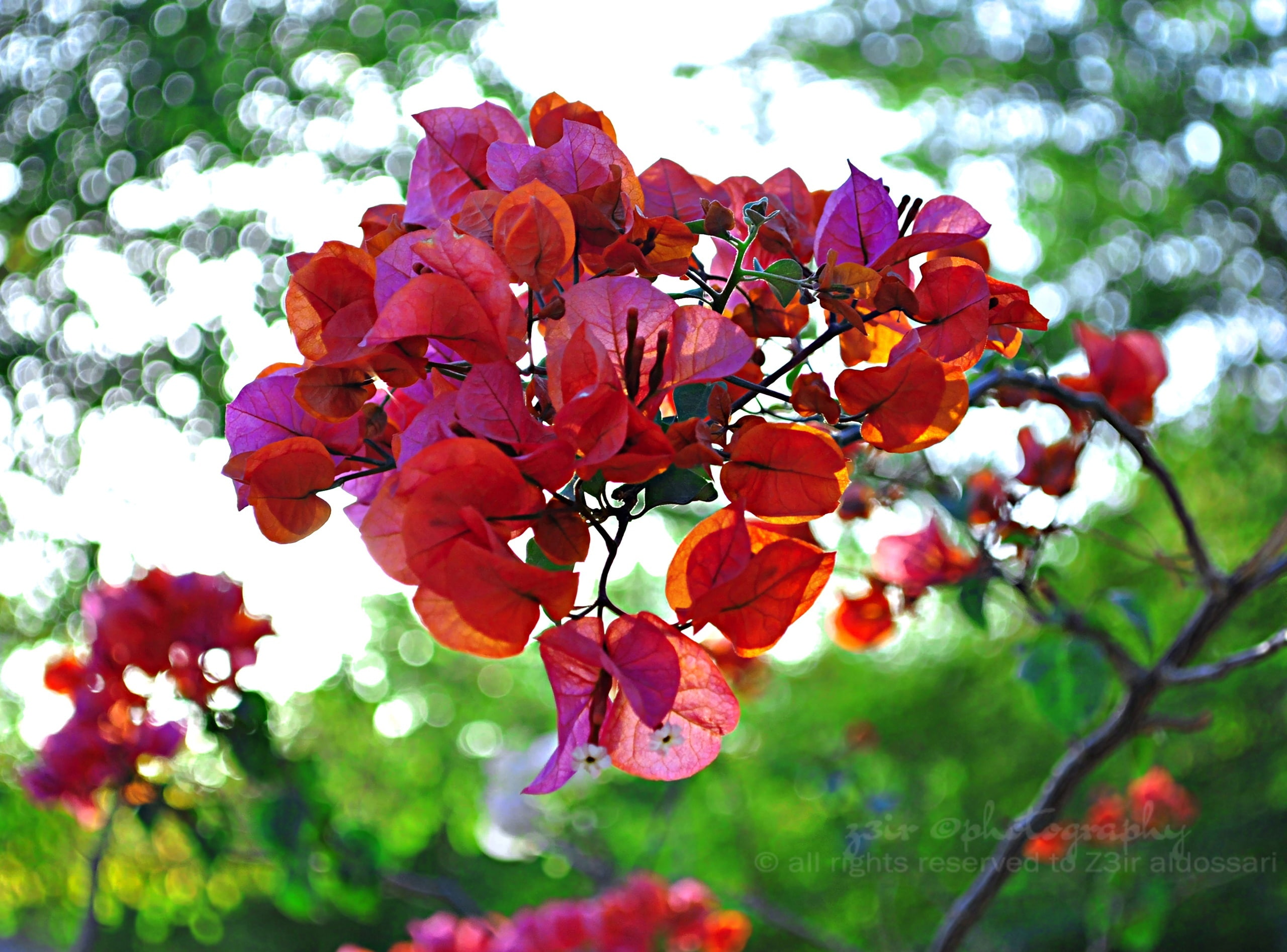 Aero, tree, day, beauty in nature, inflorescence, petal, plant, Bokeh, nature, 2K, fragility, low angle view, focus on foreground, sgam forest, leaves, HD Wallpaper