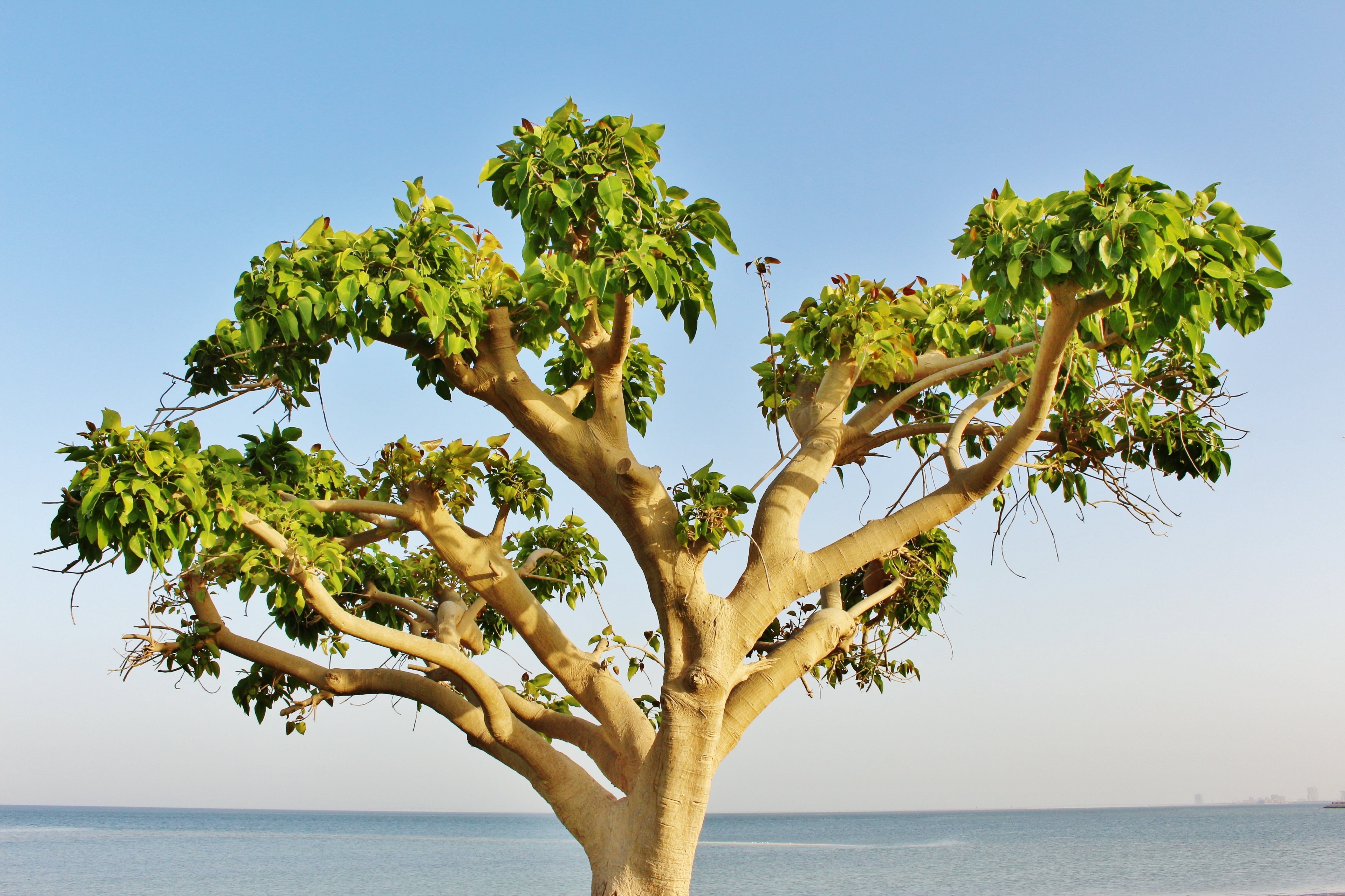 plant, landscape, water, city, clear sky, branch, green, sunny, outdoors, sky, beach, saudi arabia, saudi, tranquility, sea, tropical climate, khobar, scenics - nature, HD Wallpaper