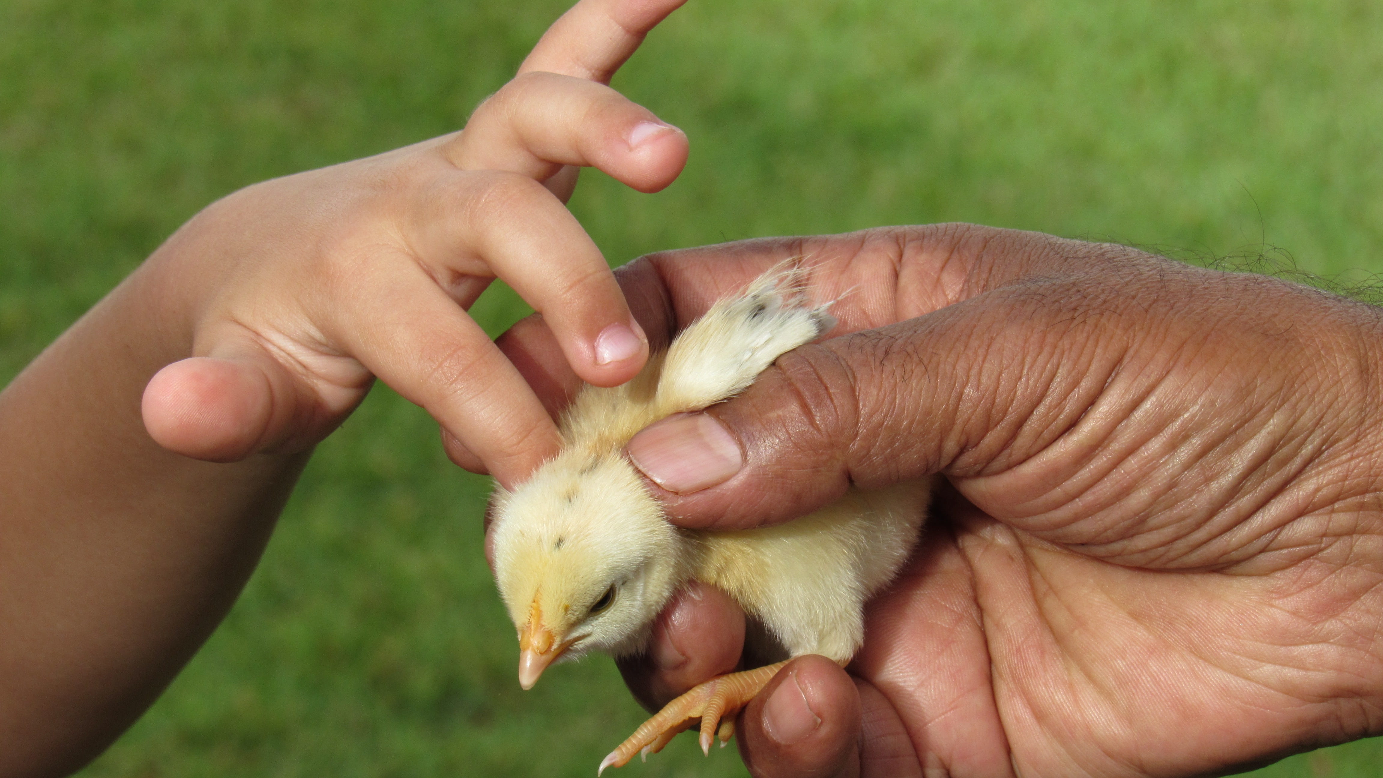 hands, people, one animal, human hand, animals, domestic animals, happy, love, vertebrate, eating, one person, mammal, rodent, outdoors, nature, food, focus on foreground, HD Wallpaper