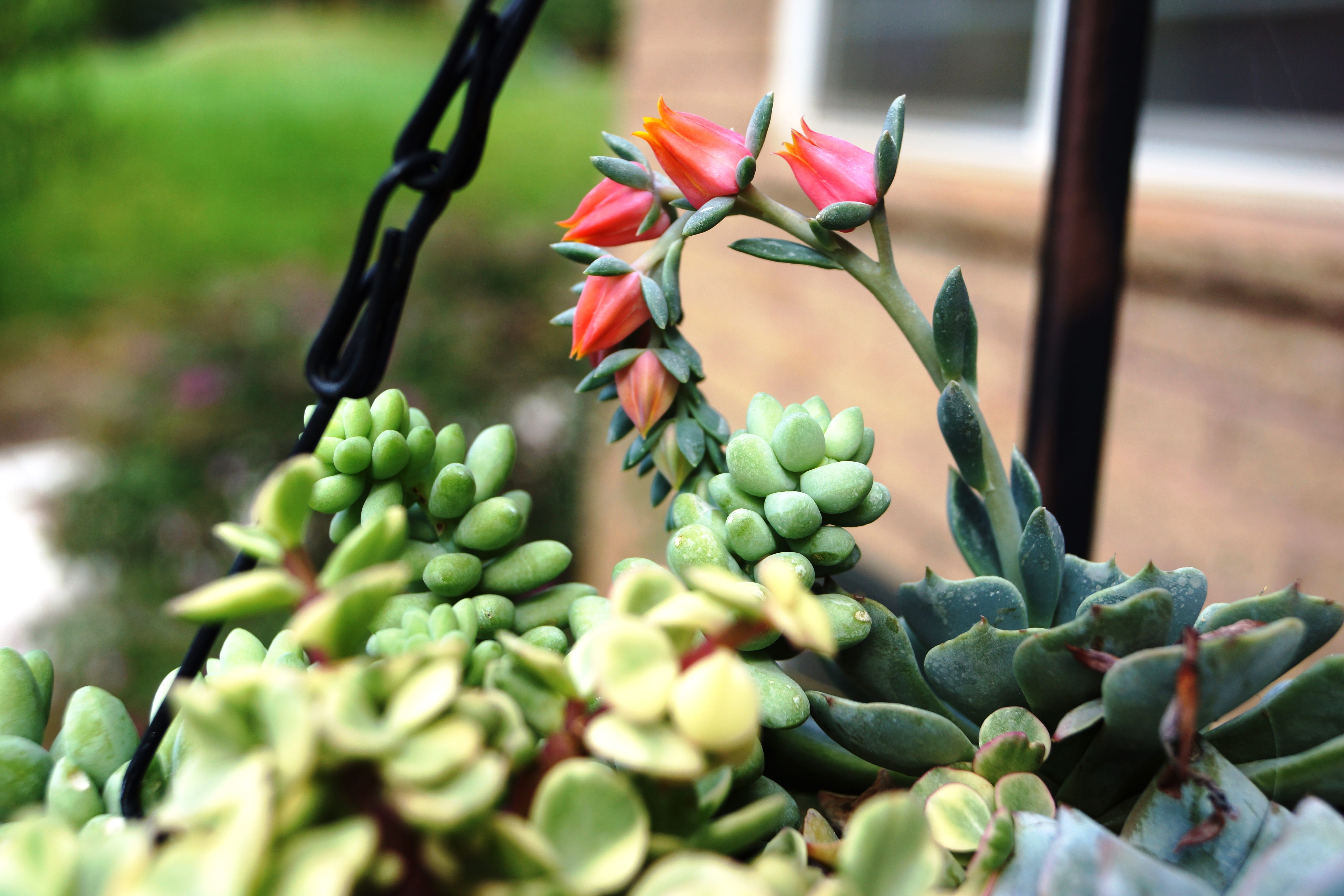food and drink, close-up, healthy eating, burrows tail, focus on foreground, color, summer, foliage, fruit, 5K, gardening, shape, botanical, cactus, flowering plant, HD Wallpaper