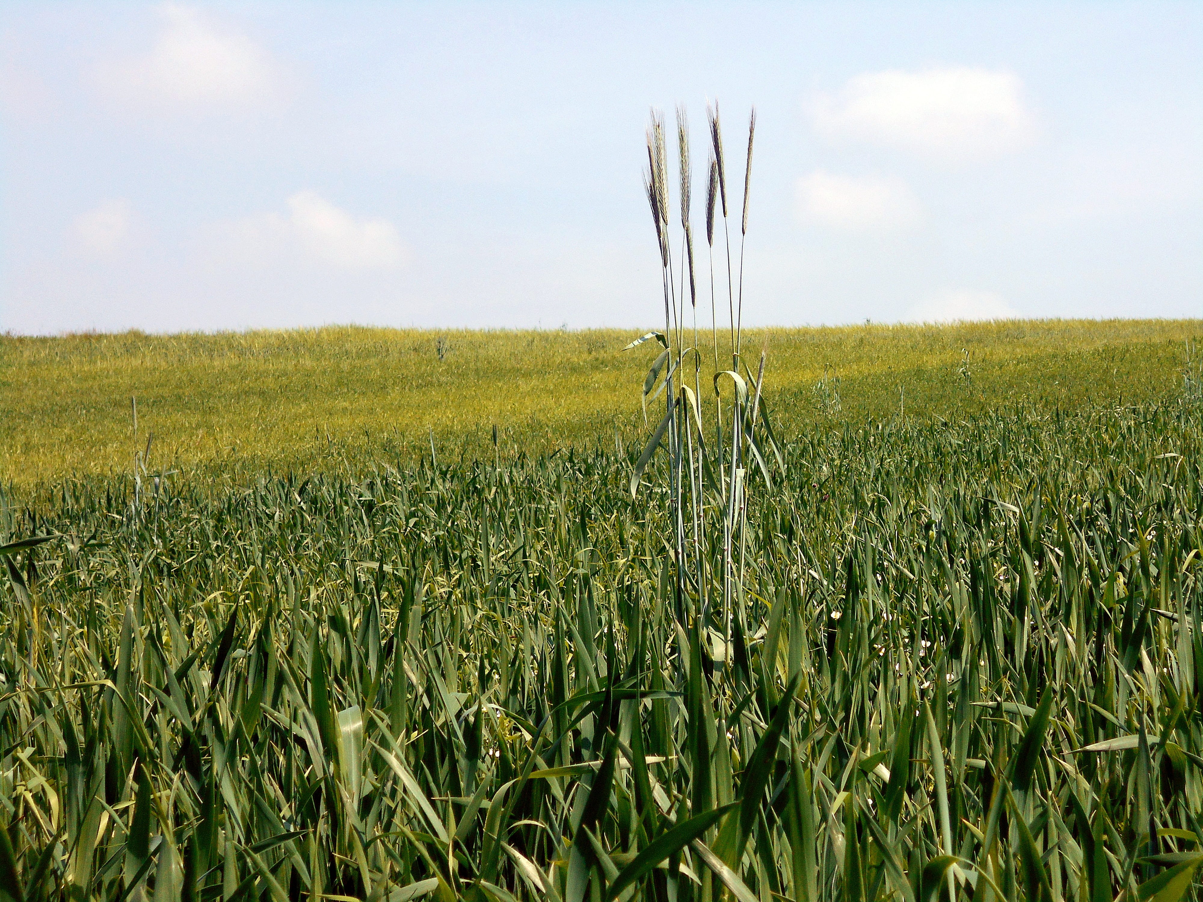 grass, summer, poland, day, malopolska, Isolation, plant, crop, blue, cloud - sky, landscape, the stem, loneliness, no People, cereal Plant, sky, green Color, HD Wallpaper