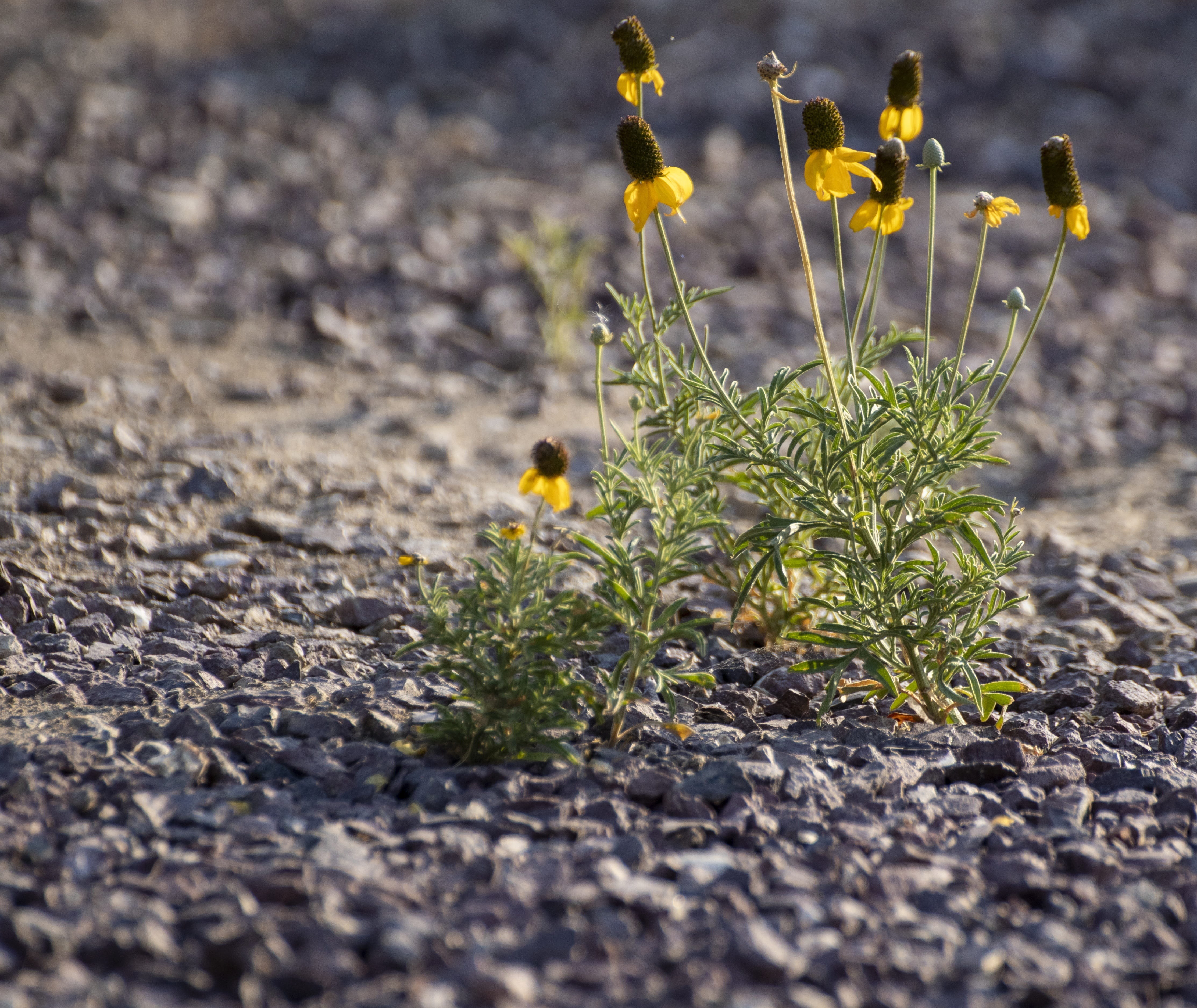gravel, flowering plant, no people, selective focus, yellow, fragility, vulnerability, new life, beginnings, wild flower, growth, nature, field, green color, HD Wallpaper