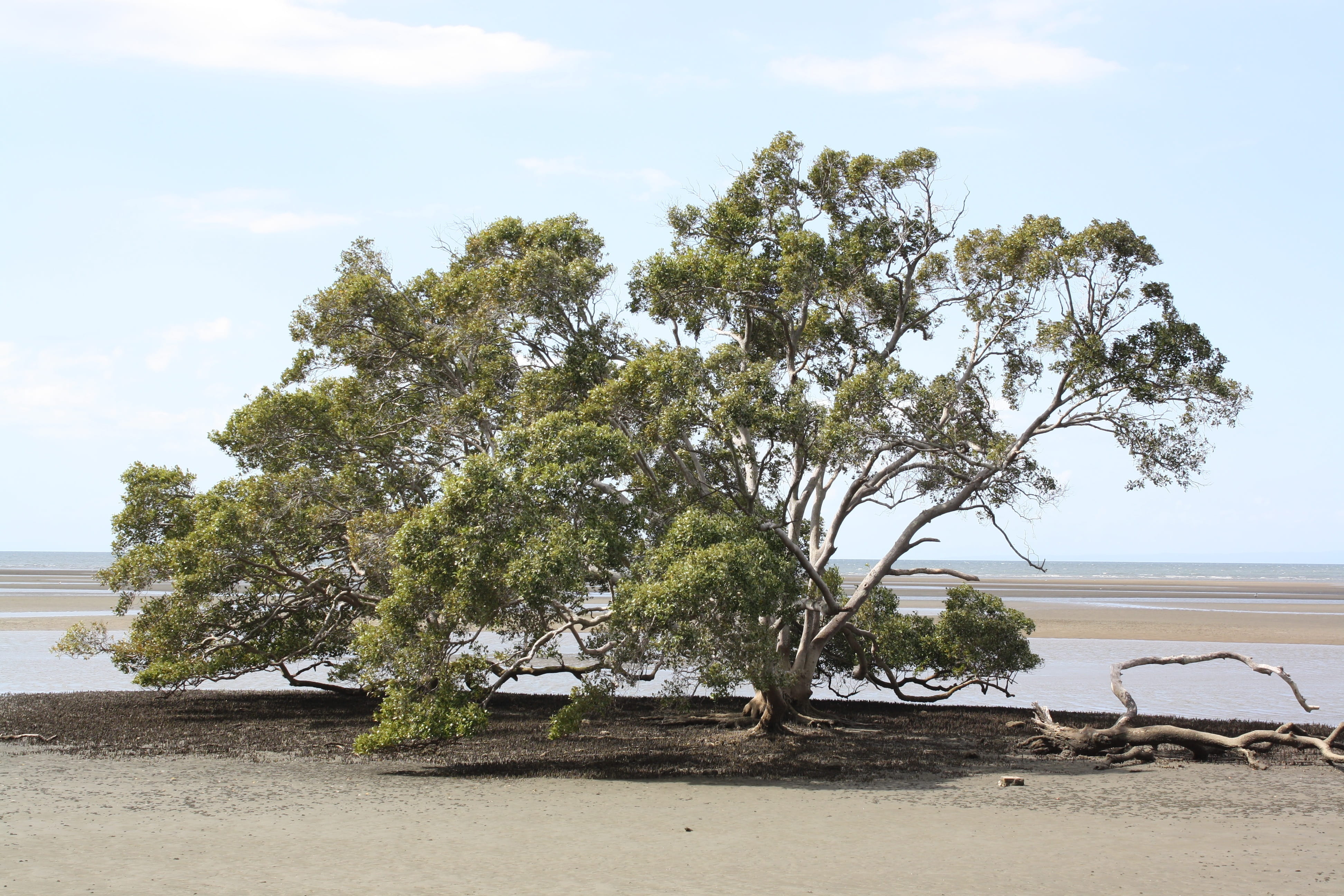 land, scenics - nature, beach, tranquility, sky, nature, outdoors, marine, saline, sand, no people, beauty in nature, australia, 4K, water, nudgee, pneumatophores, HD Wallpaper
