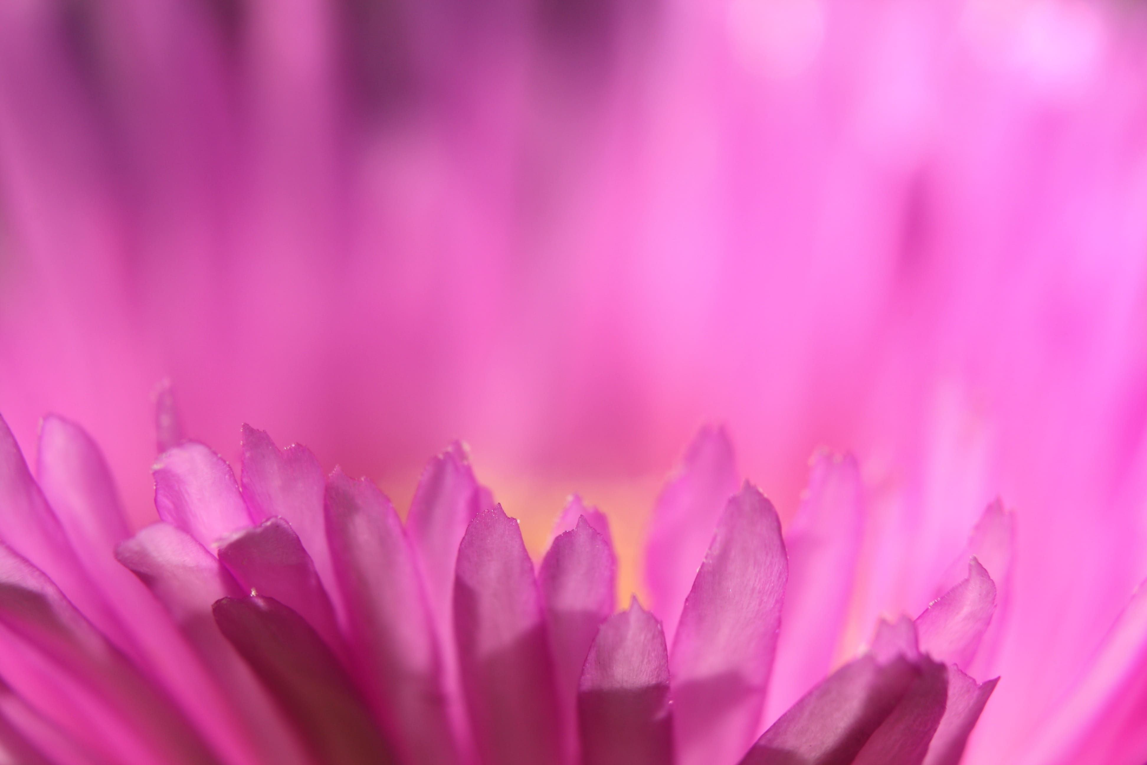 nature, pigface, flowering plant, close-up, vulnerability, backgrounds, outdoors, pink color, salt tolerant, inflorescence, close up, softness, flower, HD Wallpaper