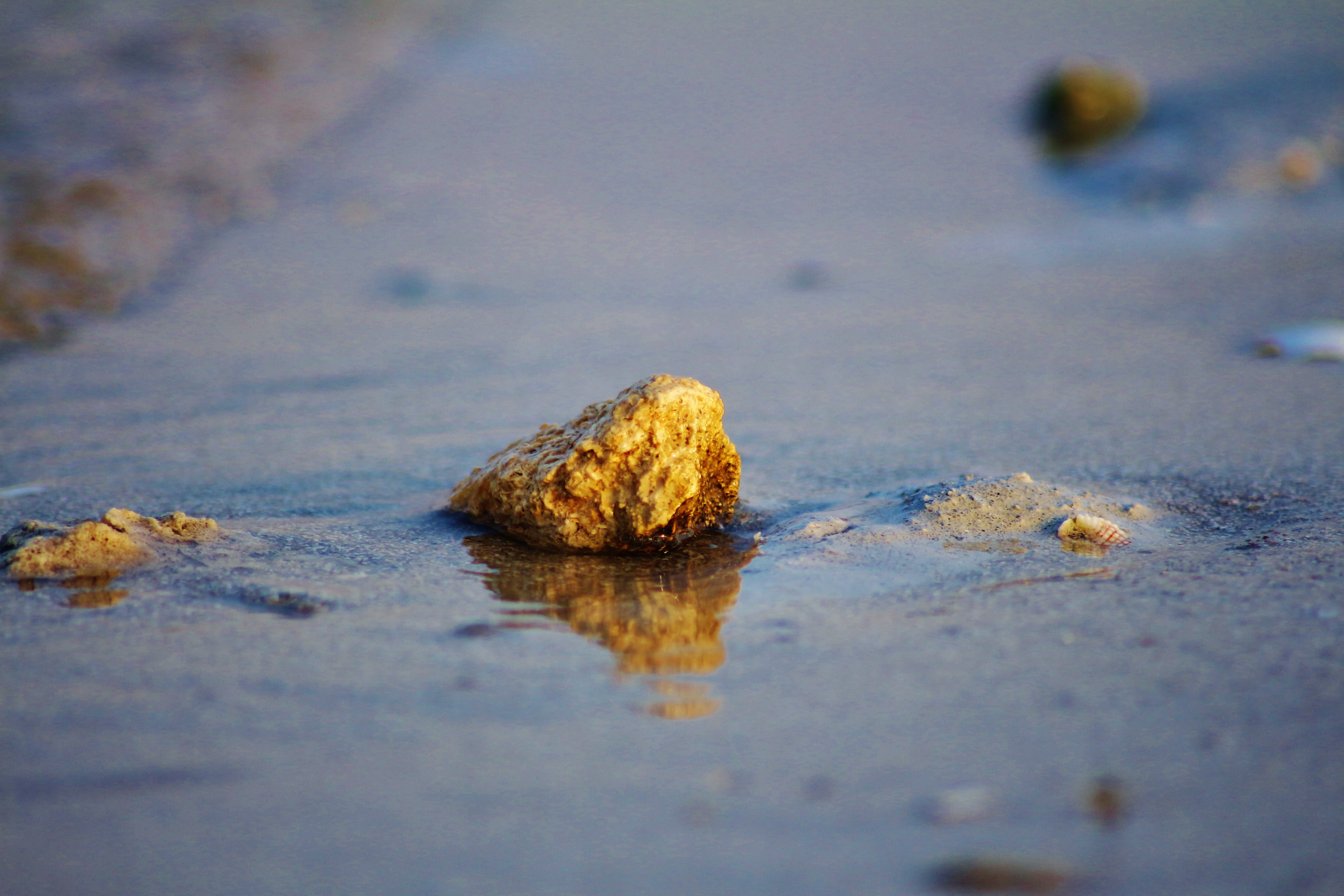 vacation, outdoors, waterfront, one animal, saudi, no people, wet, 5K, Sand, reflection, animal wildlife, beach, beauty in nature, animal, animal themes, HD Wallpaper