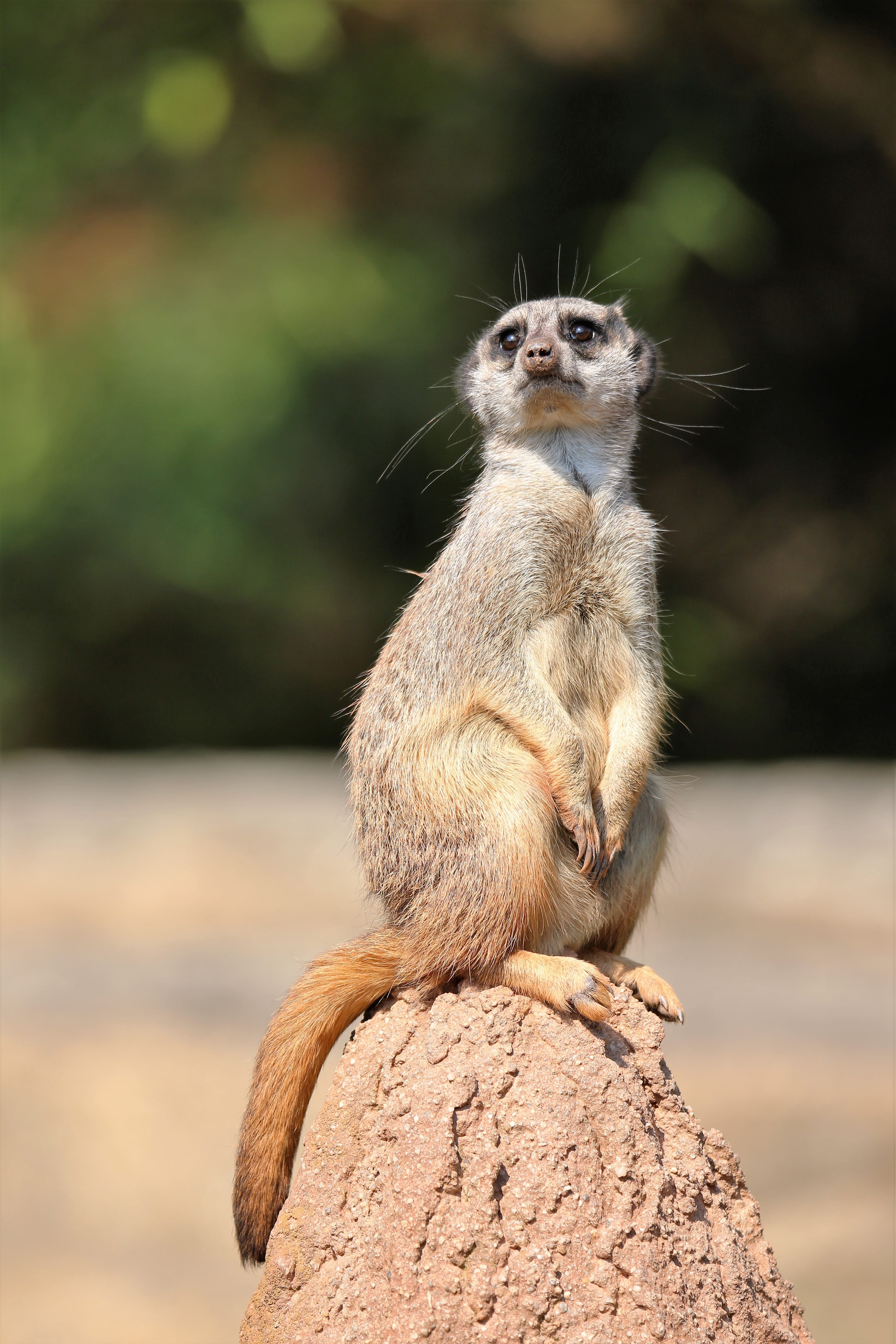 rodent, guard, 5K, focus on foreground, cute, vertebrate, curious, rock - object, day, animals in the wild, Animal, solid, tiergarten, wild animal, looking away, Phone HD Wallpaper