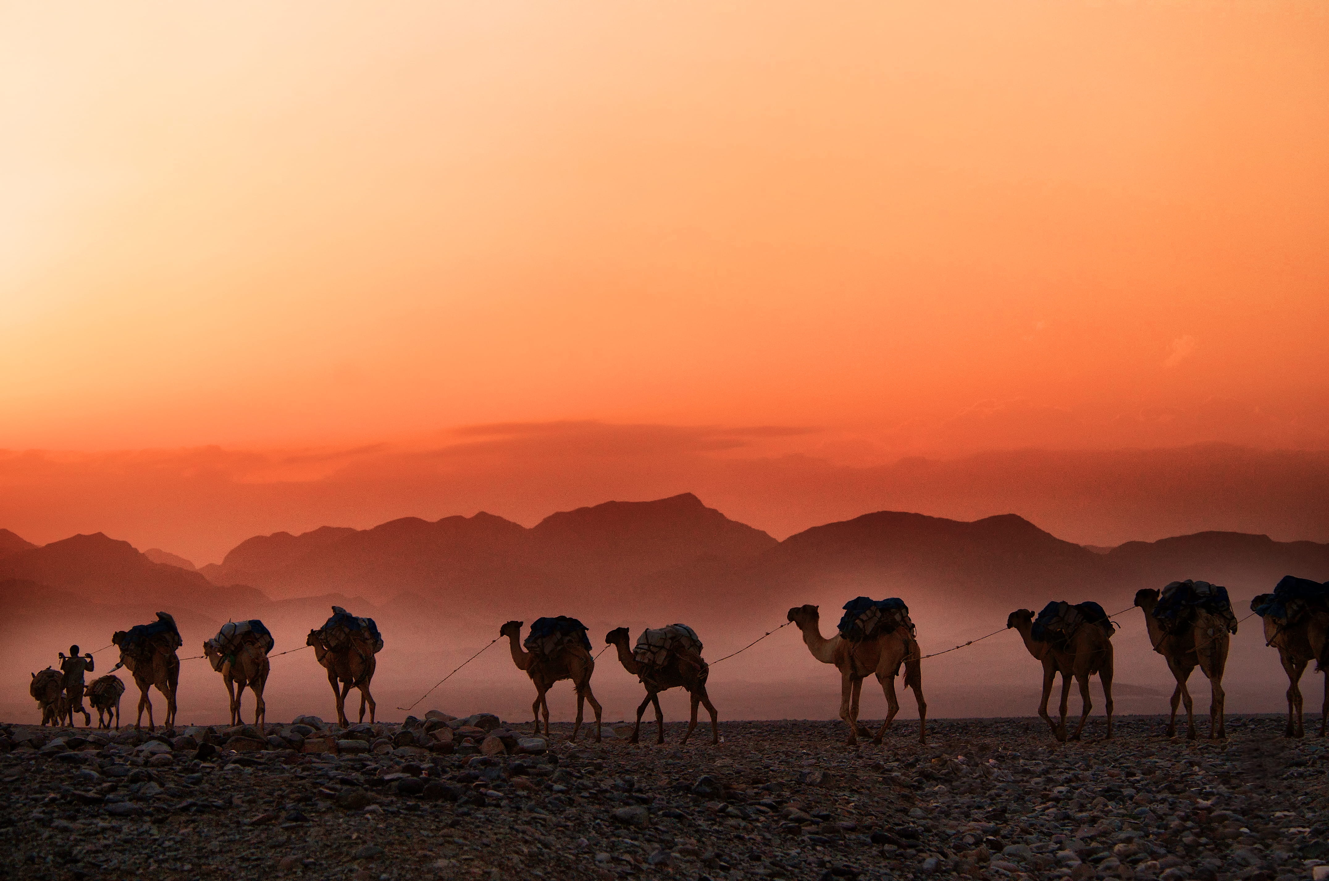photo, ethiopium, 4K, group, sunset, parade, animal wildlife, domestic animals, dusk, animals in the wild, danakil, land, man, herd, sun, fog, background, HD Wallpaper