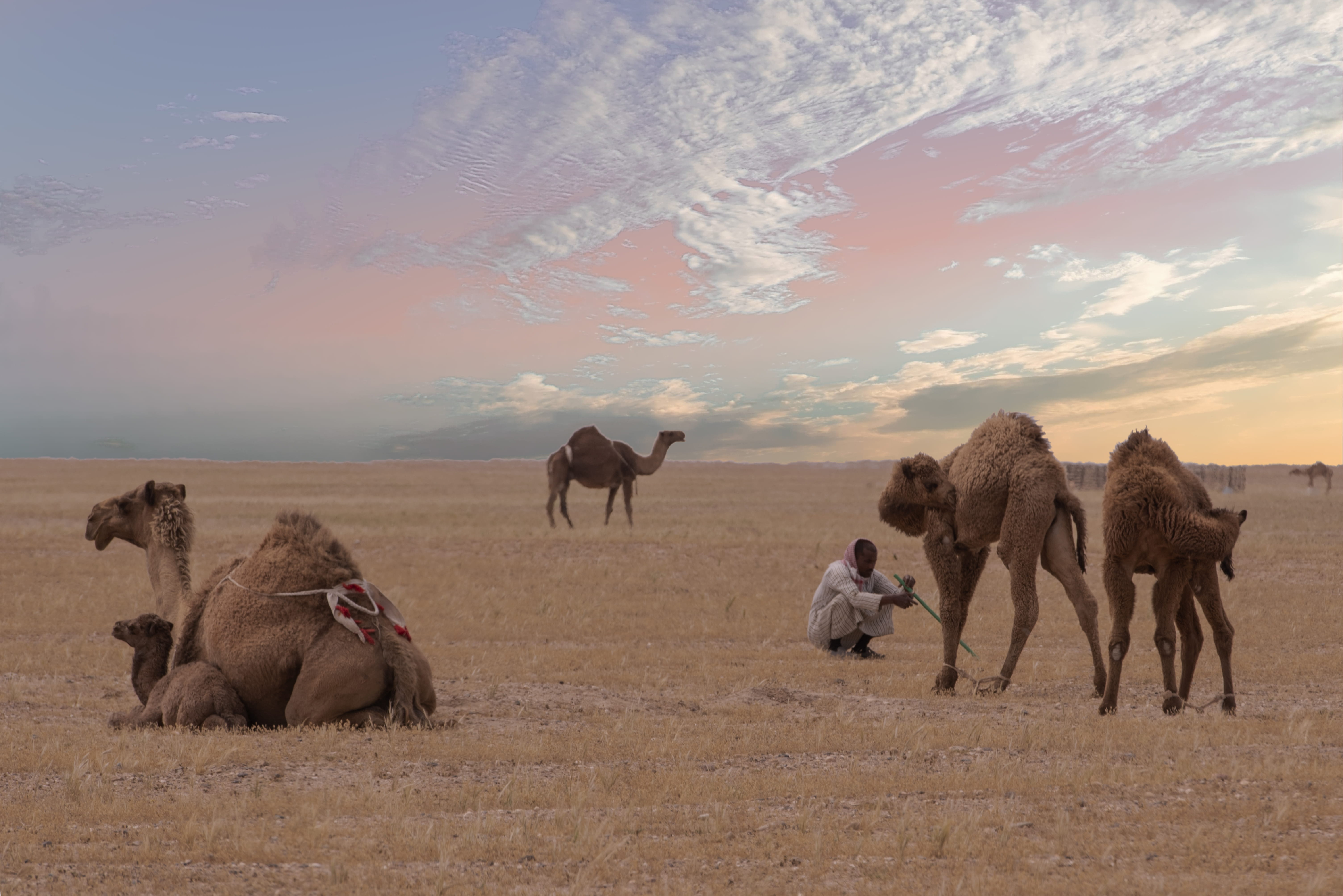 domestic animals, man, person, herbivorous, animals, pets, vertebrate, landscape, adventure, herd, four, near, nature, cloud - sky, beauty in nature, daylight, HD Wallpaper