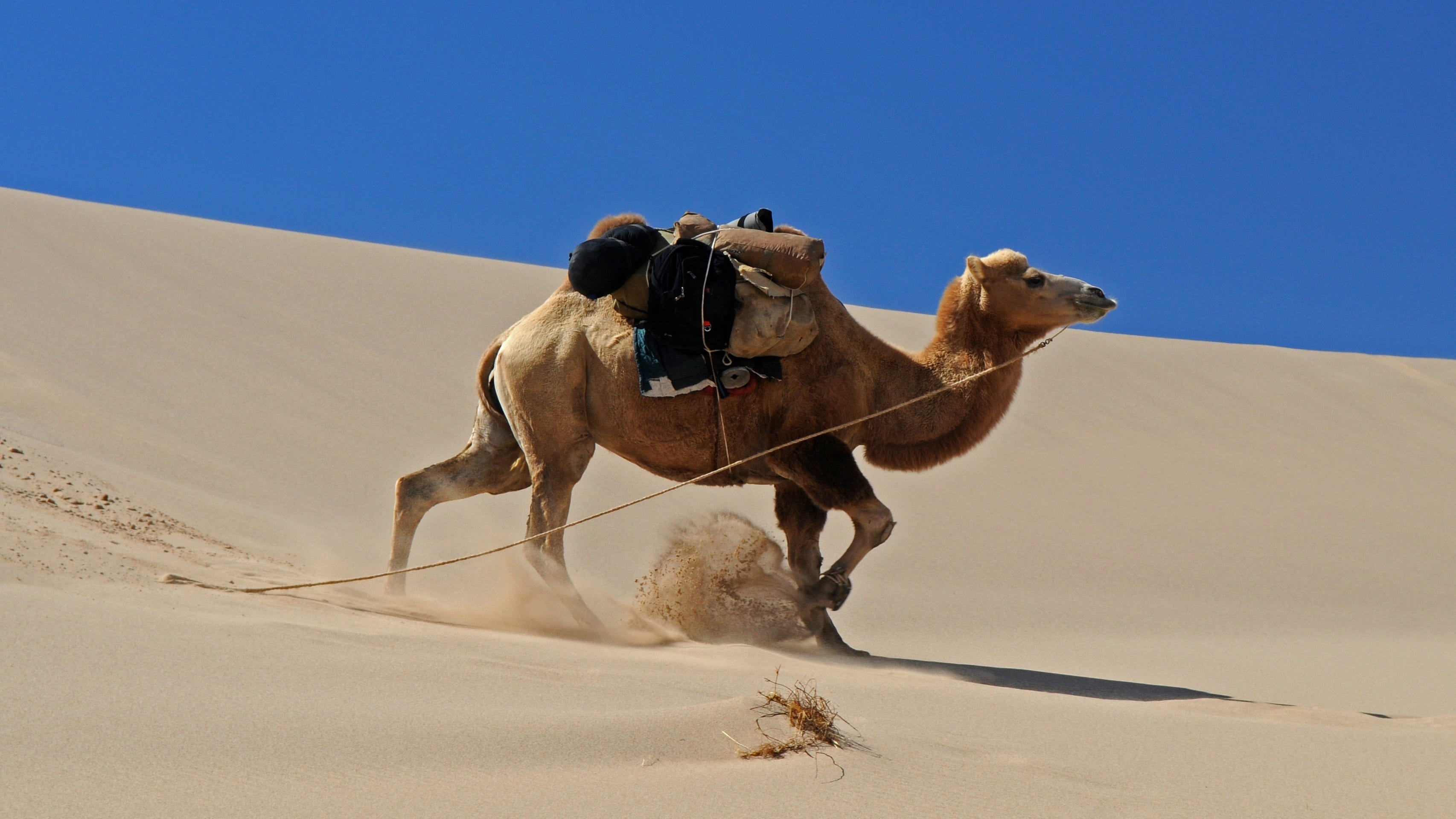 climate, movement, pets, travel, dune, one animal, arid climate, mammal, domestic, landscape, land, camel, sky, running, domestic animals, 2K, environment, HD Wallpaper