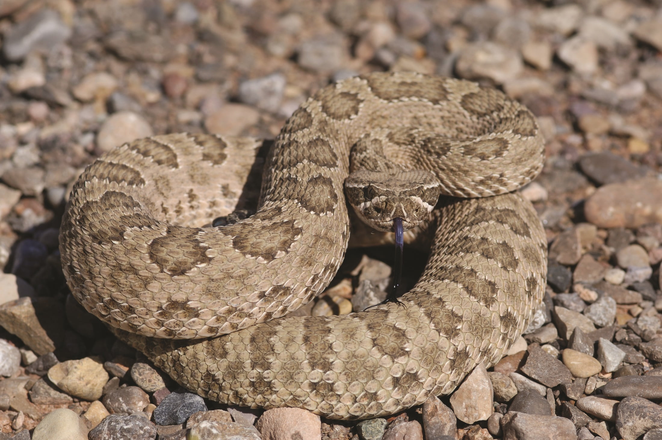 animal scale, sign, warning sign, solid, danger, no people, animal themes, animals in the wild, rock, portrait, nature, reptile, rattlesnake, vertebrate, HD Wallpaper