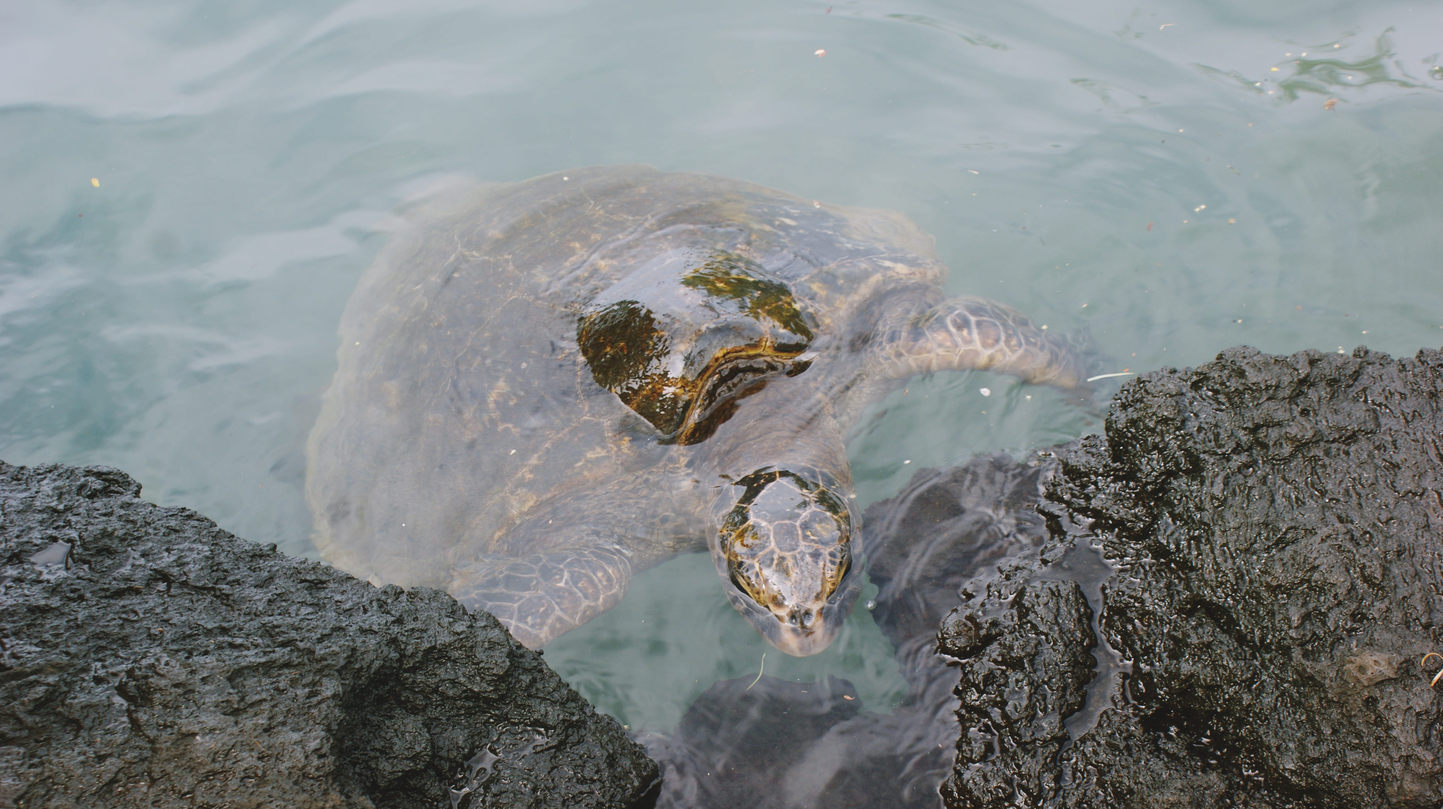 animal head, vacation, wildlife, animals in the wild, summer, turtle, reptile, coast, vertebrate, sand, wild, water, animal wildlife, tortoise, sea life, HD Wallpaper