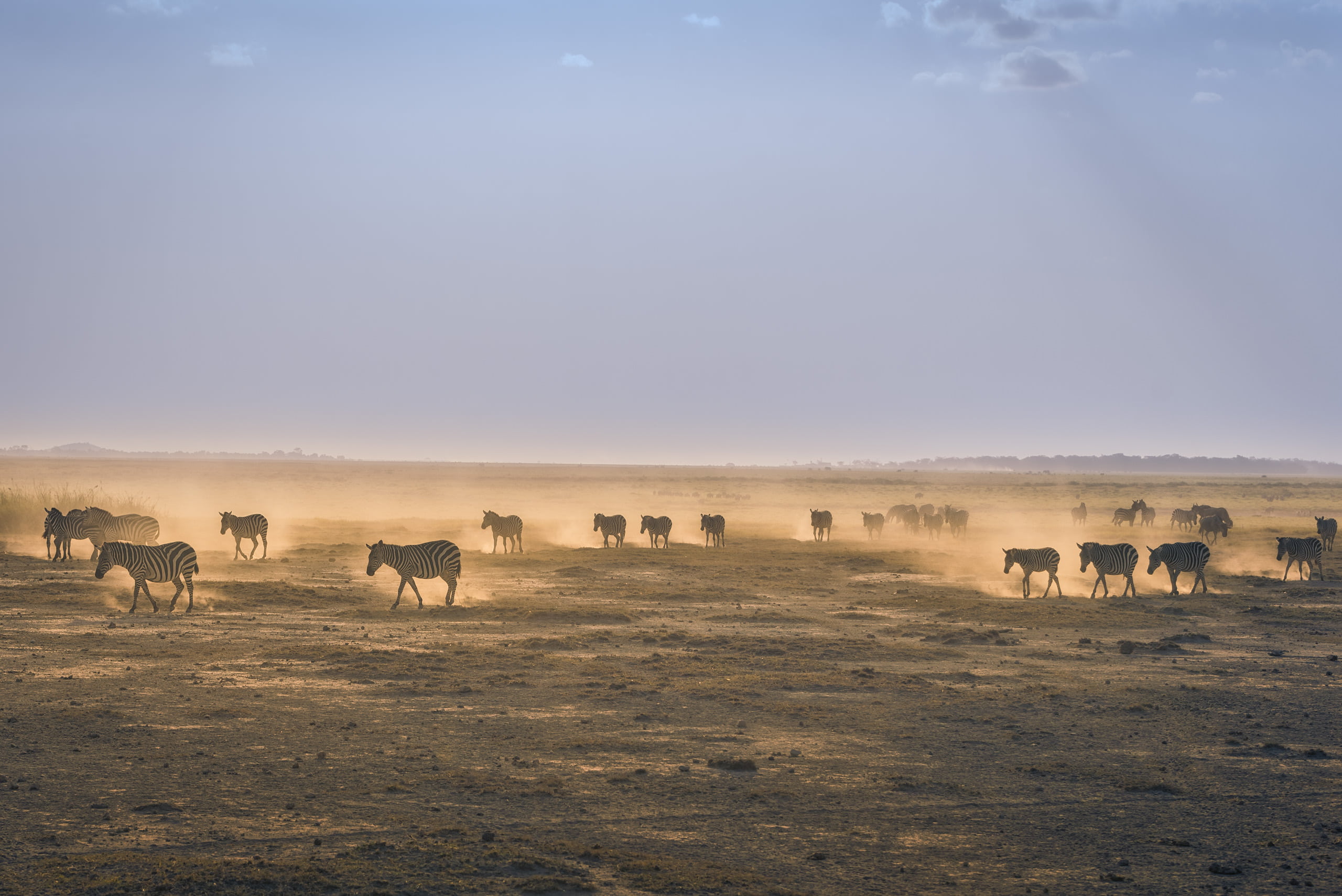 dust, ground, desert, environment, cloud - sky, zebras, land, domestic animals, livestock, ranch, animal, no people, herd, animal themes, animal wildlife, HD Wallpaper