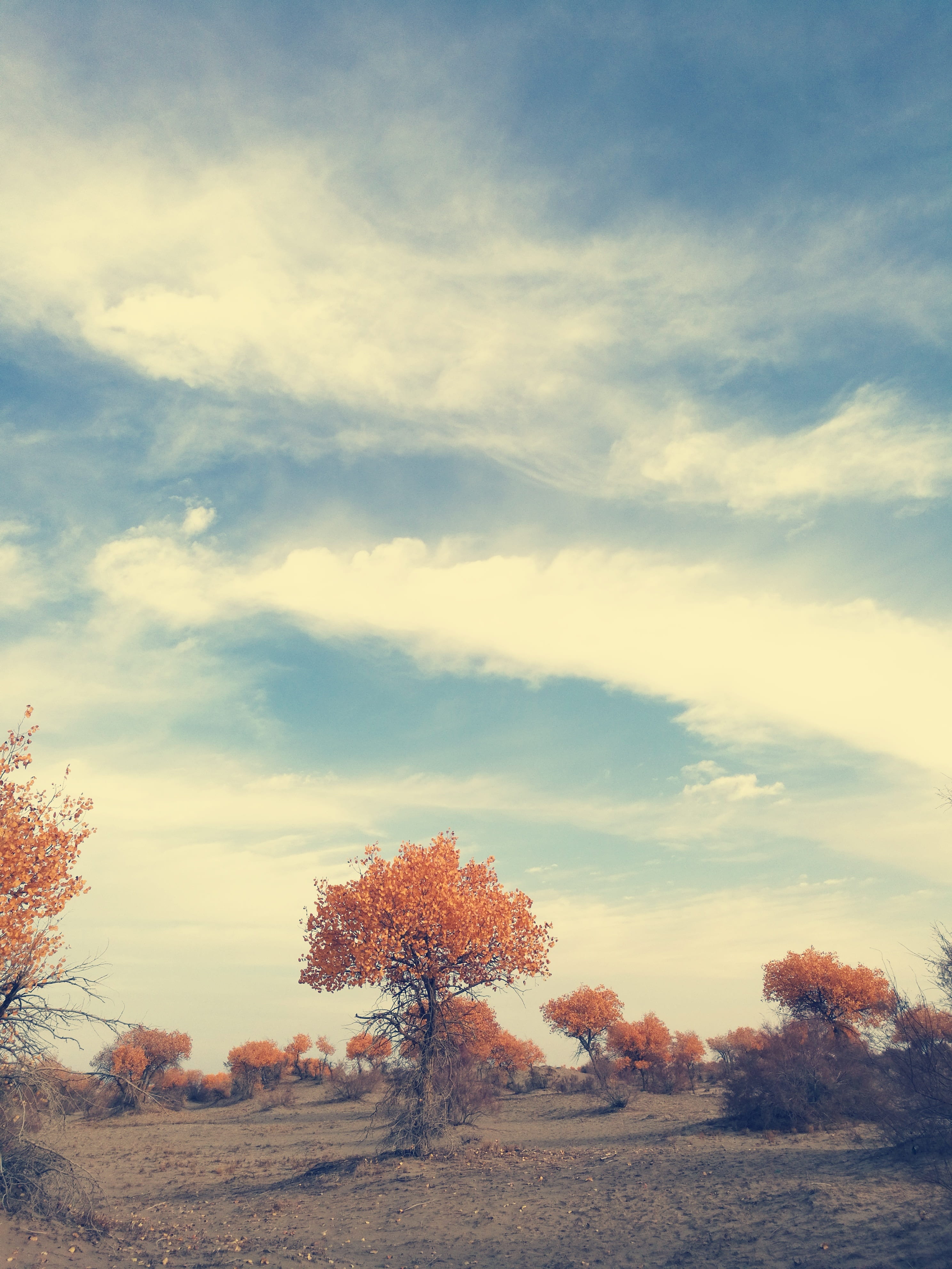 scenics - nature, outdoors, change, the taklamakan desert, sky, growth, field, nature, plant, day, cloud - sky, idyllic, environment, afternoon, populus, Phone HD Wallpaper