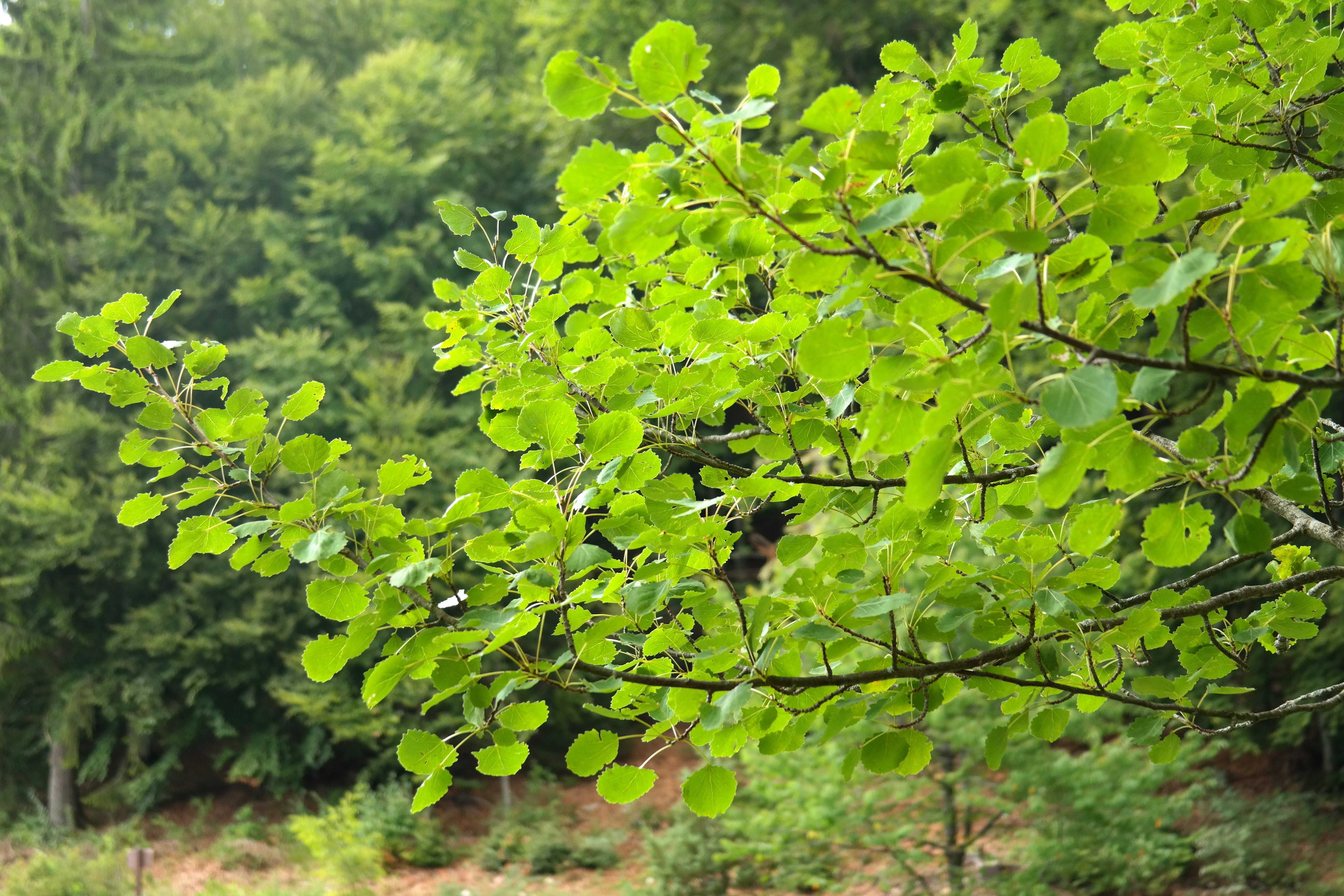 outdoors, field, day, growth, leaves, focus on foreground, freshness, populus tremula, aspen, nature, poplar, beauty in nature, plant part, no people, green Color, HD Wallpaper