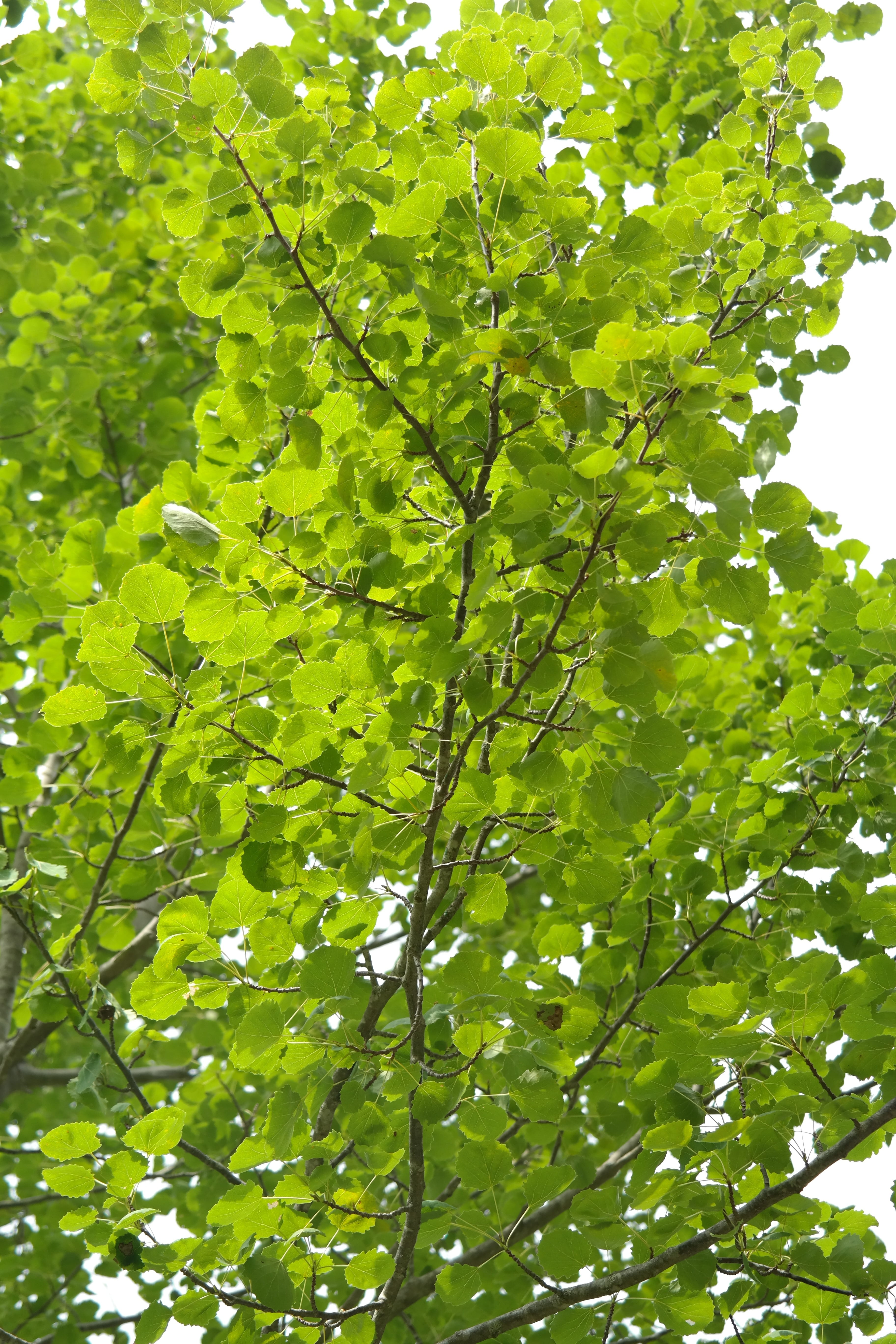 no people, plant part, agrimony, crown, 5K, green color, leaf, tranquility, directly below, plant, close-up, branch, growth, aspe, populus, leaves, tree canopy, Phone HD Wallpaper
