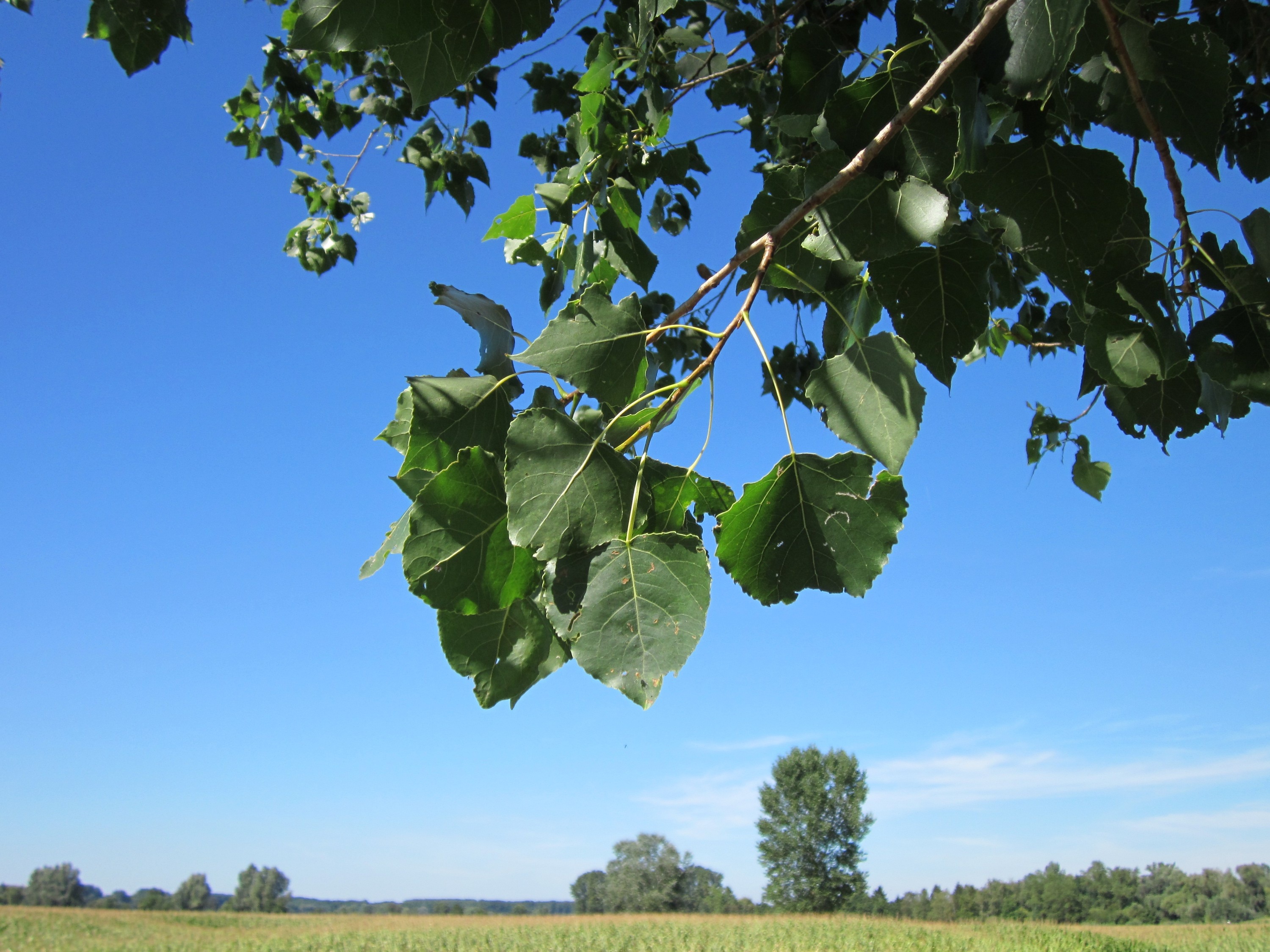 no people, leaves, species, fruit, food and drink, freshness, ripe, plant, tree, leaf, land, populus x canadensis, flora, outdoors, botany, nature, 2K, HD Wallpaper