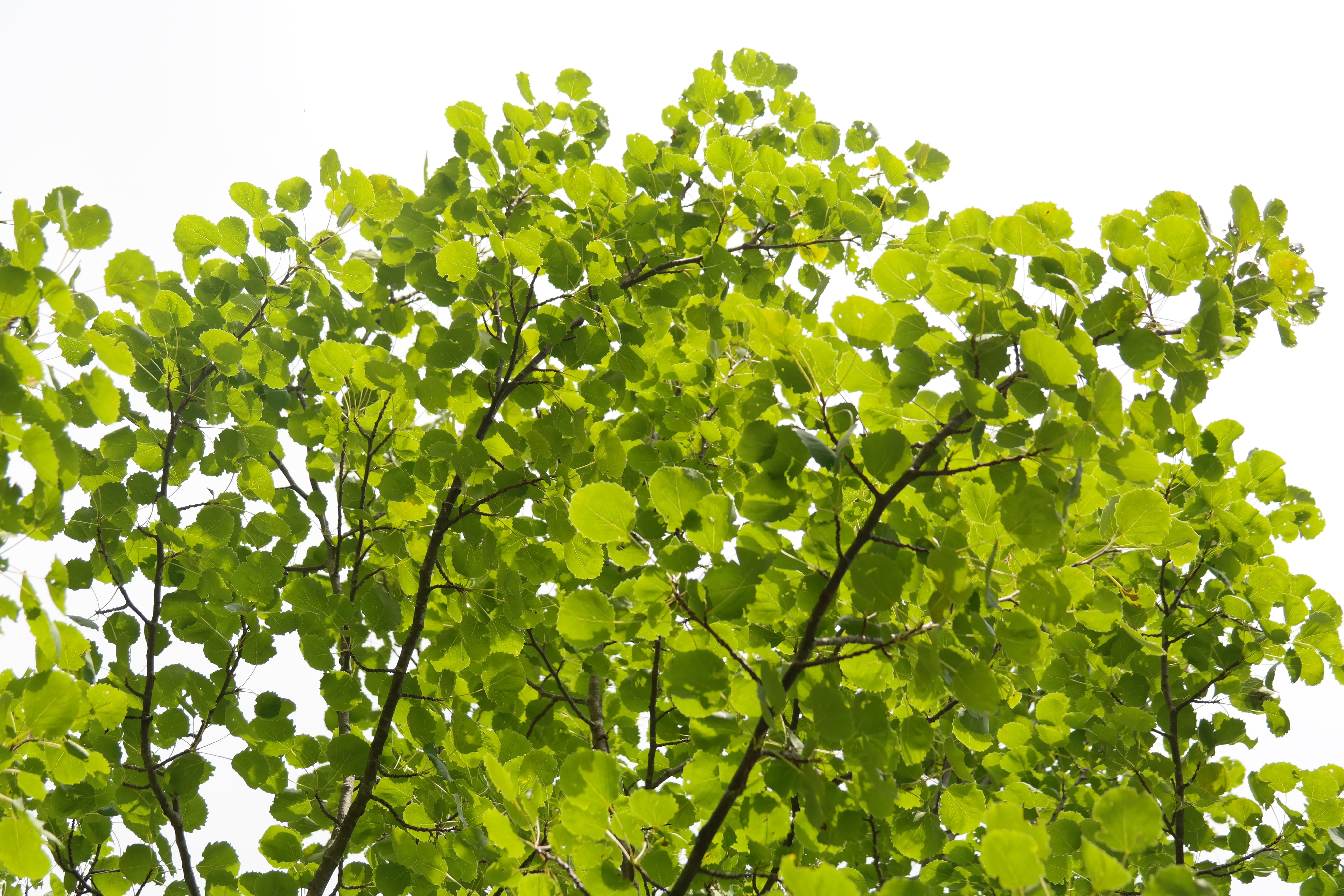 backgrounds, Aspen, poplar, nature, low angle view, branch, tranquility, agrimony, populus, populus tremula, summer, green Color, Leaves, outdoors, growth, HD Wallpaper