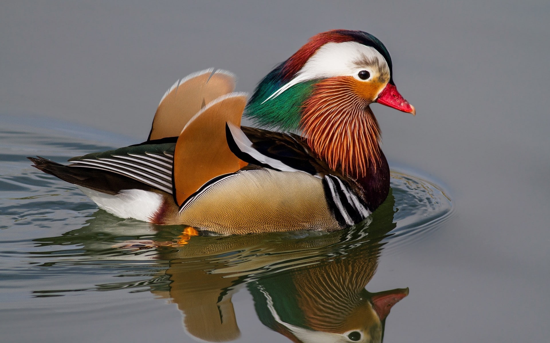mandarin, duck, 1080P, HD Wallpaper