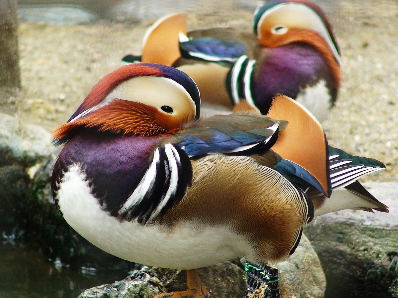 day, animals in the wild, bird, poultry, 720P, beak, animal, birds, outdoors, two animals, no people, animal themes, water, lake, male animal, duck, focus on foreground, HD Wallpaper