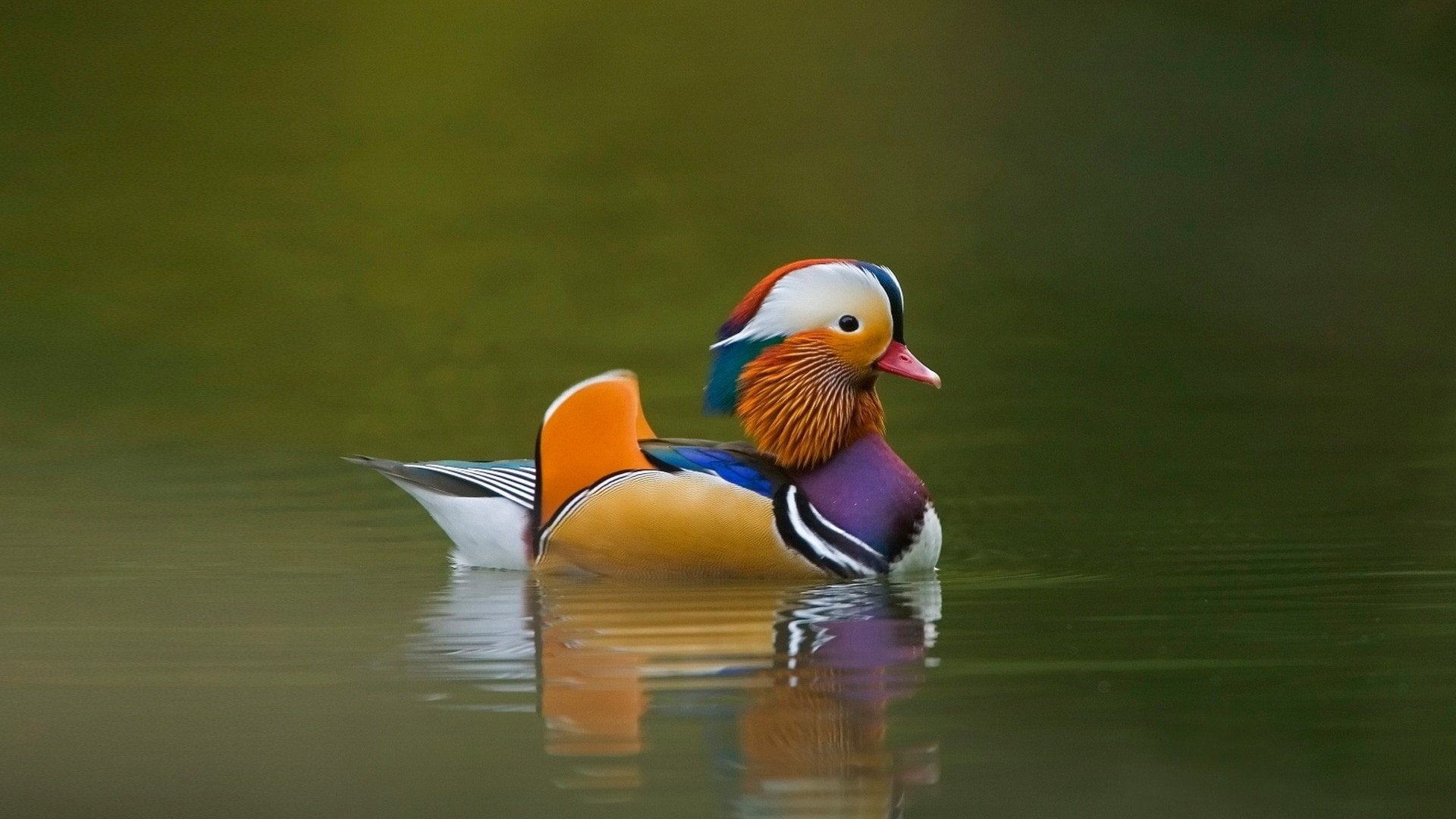 Mandarin Duck, 1080P, Birds, HD Wallpaper
