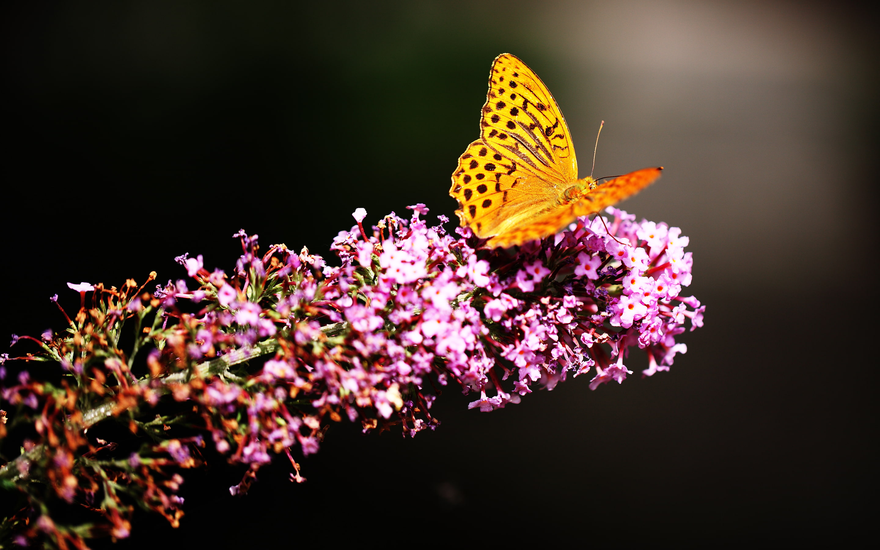 2K, garden, botanic, butterfly, HD Wallpaper