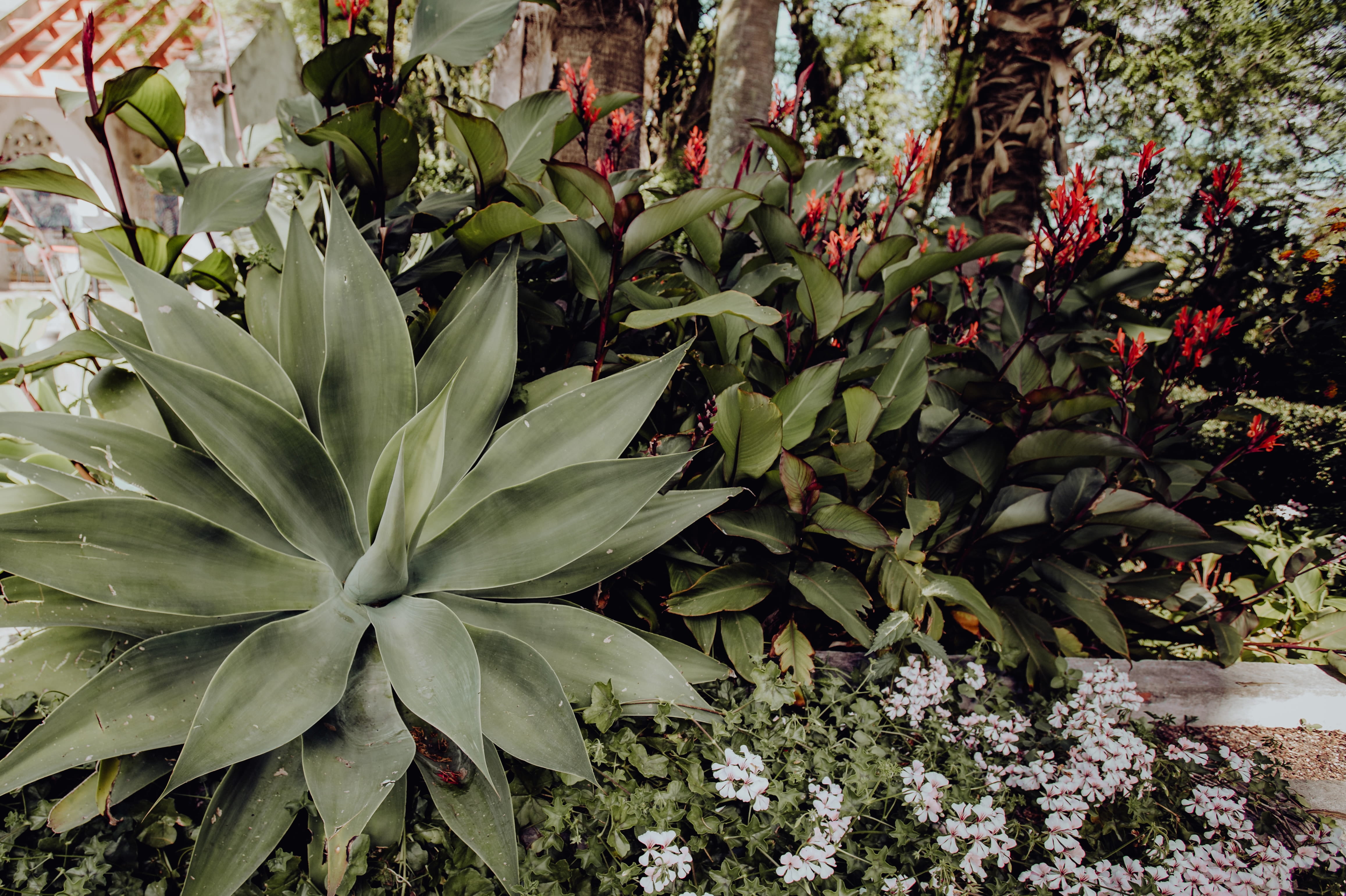 growth, plant part, leaf, ornamental garden, trees, Europe, outdoors, close-up, gardening, flowering plant, flower, lisboa, portugal, no people, food, belem, HD Wallpaper