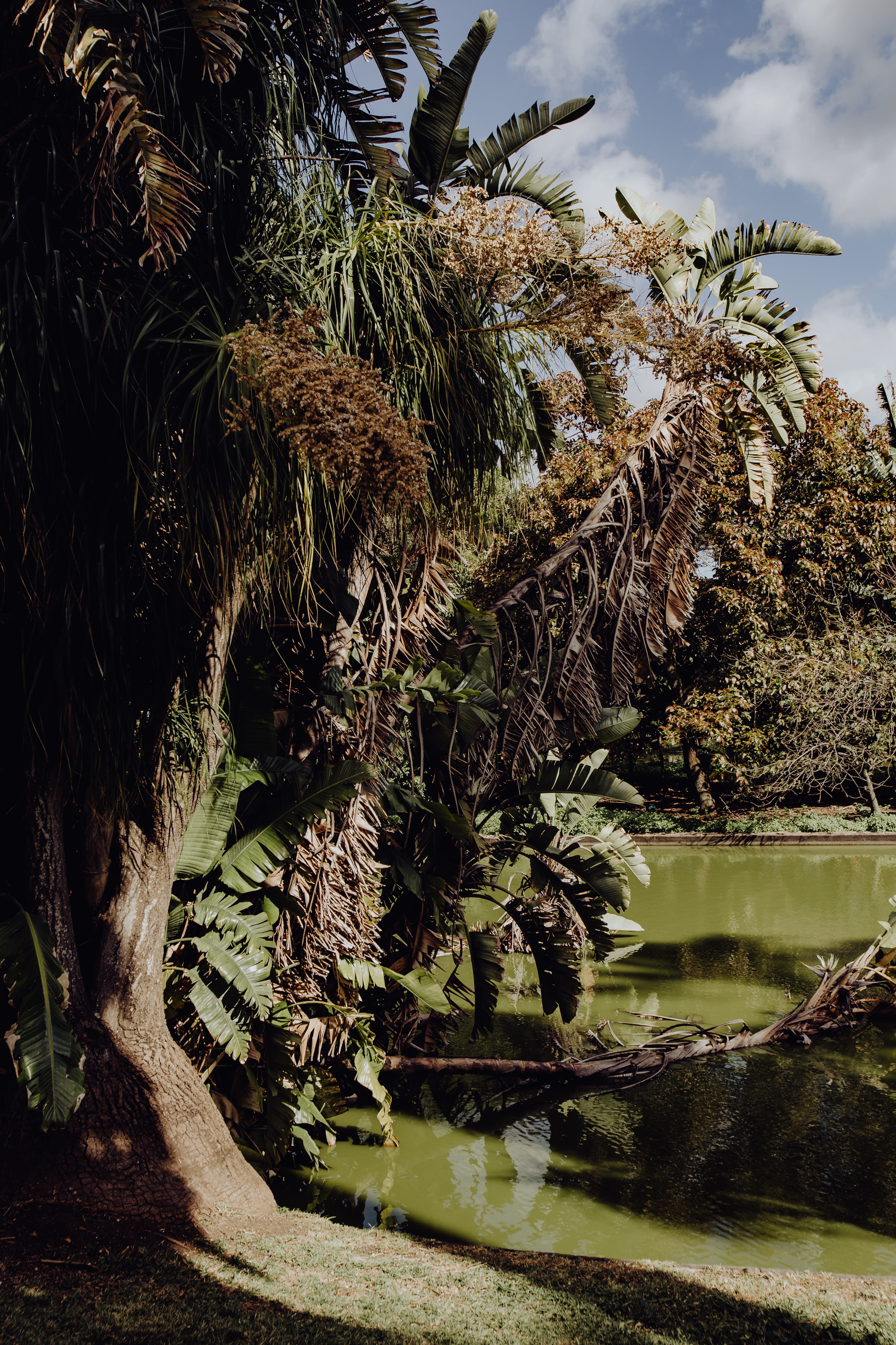 lake, tree, green color, plant, tranquil scene, palms, 5K, Europe, scenics - nature, day, exotic, outdoors, beauty in nature, tranquility, portugal, cloud - sky, Phone HD Wallpaper