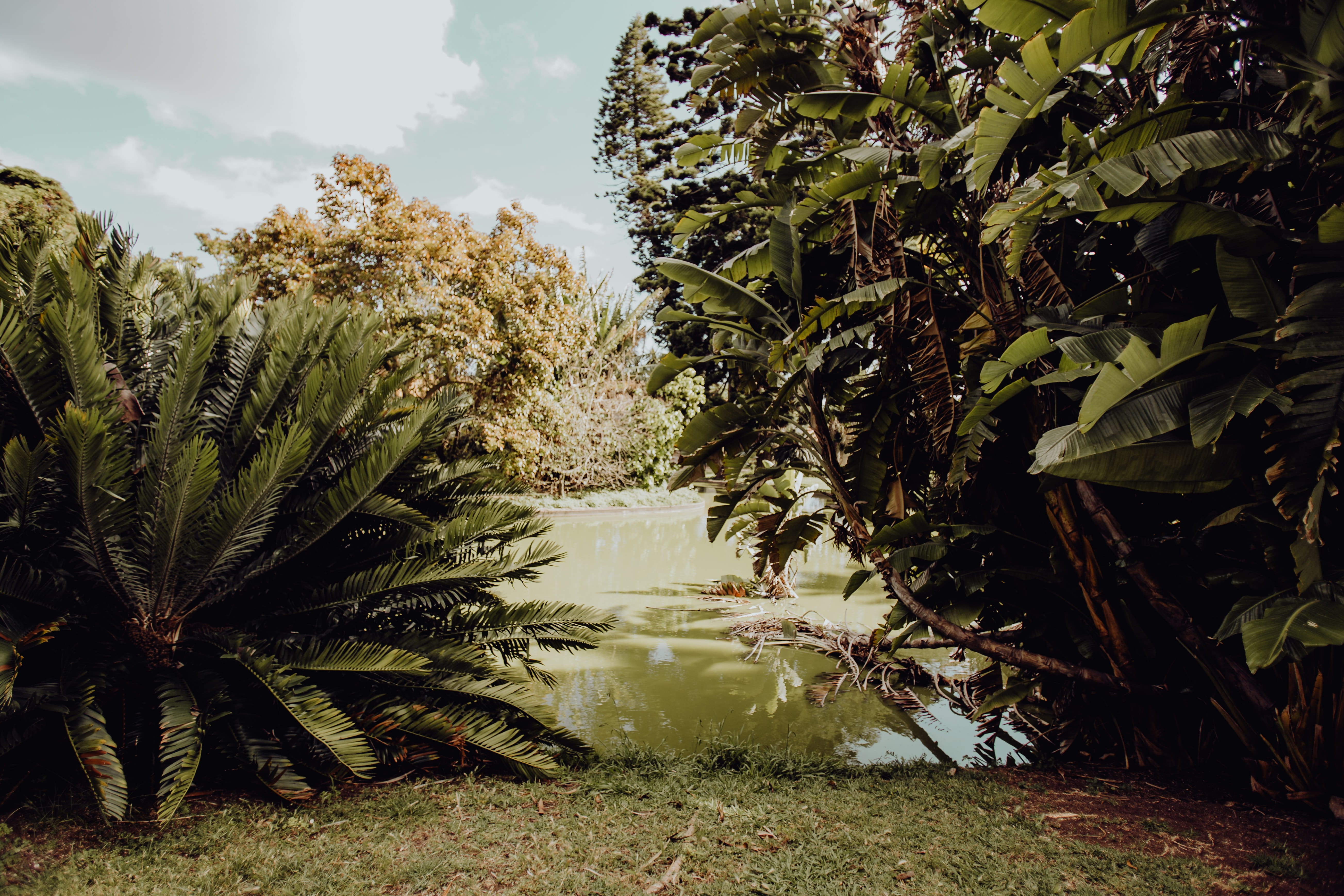 day, tropical, water, portugal, garden, trees, no people, tree, scenics - nature, plant, exotic, botanical, 5K, sunlight, leaf, outdoors, land, growth, HD Wallpaper